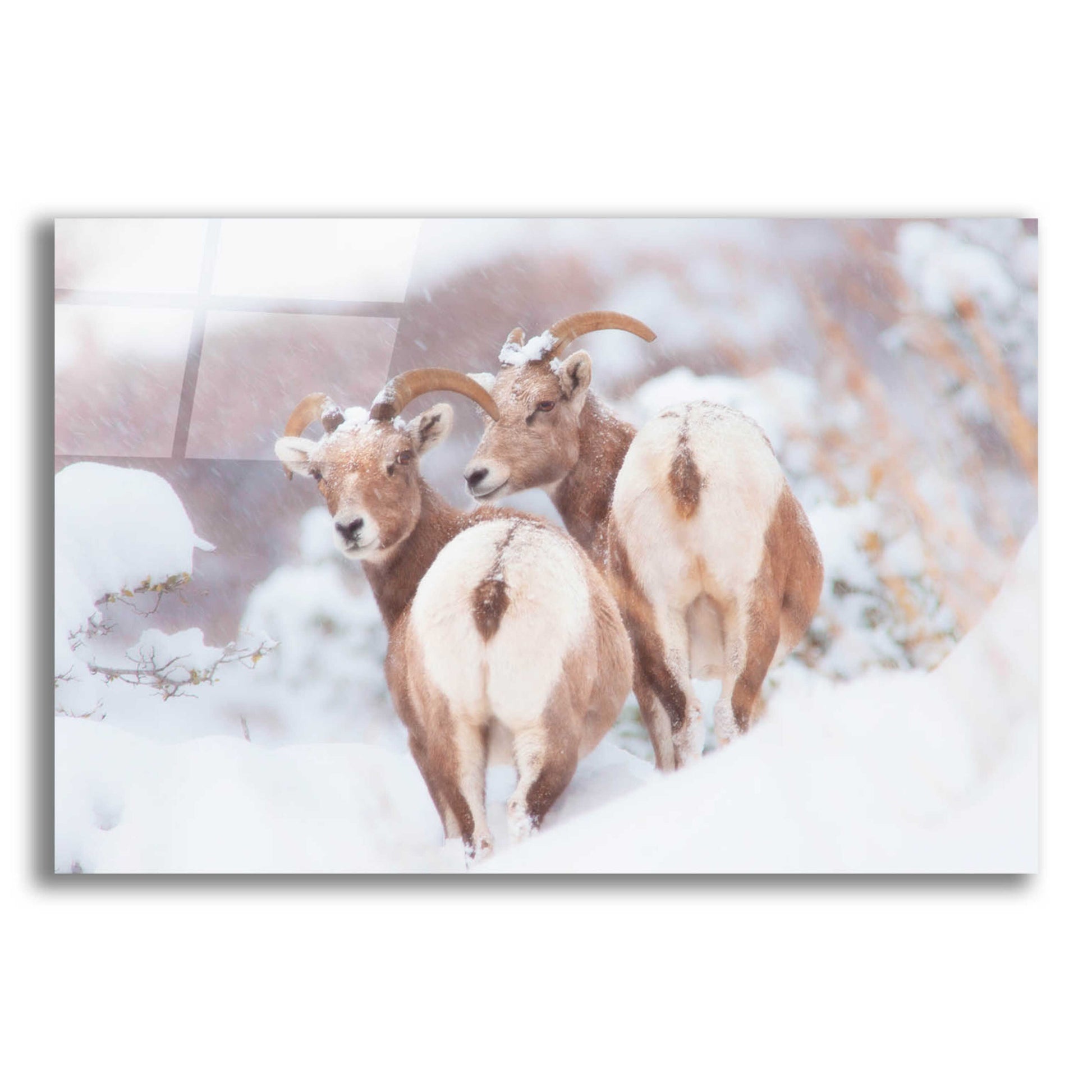 Epic Art 'Bighorns Two' by Thomas Haney, Acrylic Glass Wall Art,16x12