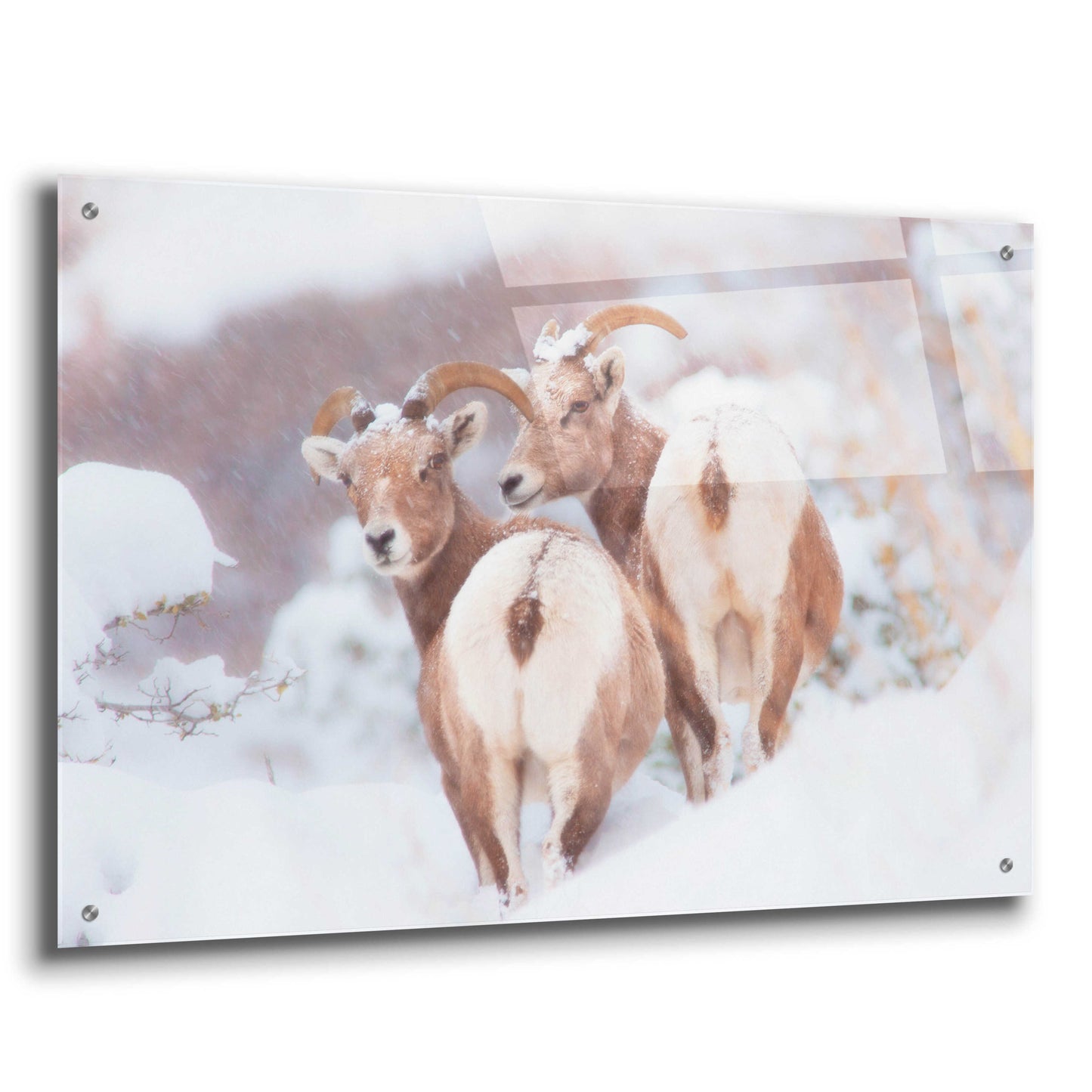 Epic Art 'Bighorns Two' by Thomas Haney, Acrylic Glass Wall Art,36x24