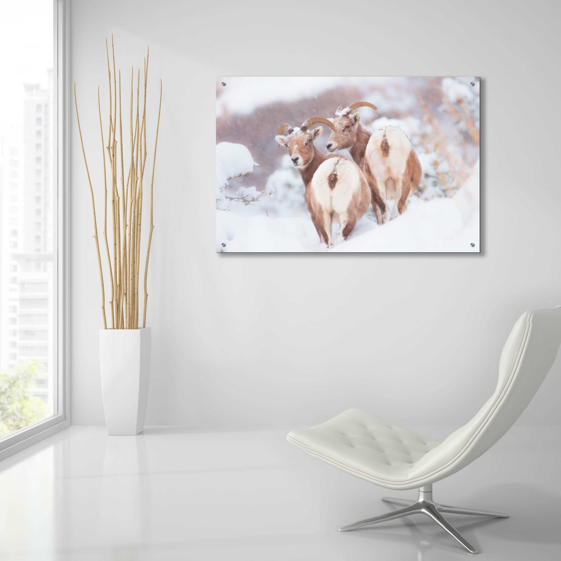 Epic Art 'Bighorns Two' by Thomas Haney, Acrylic Glass Wall Art,36x24