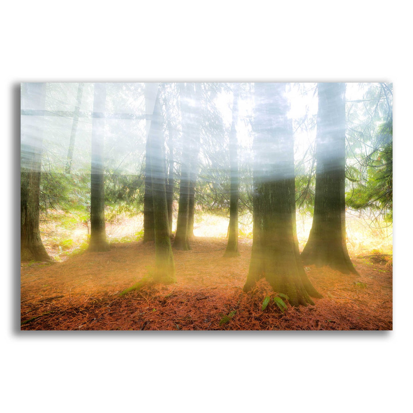 Epic Art 'Blurred Trees' by Thomas Haney, Acrylic Glass Wall Art,24x16