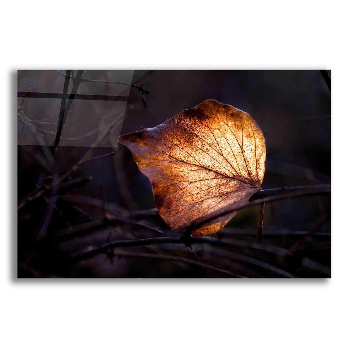 Epic Art 'Bright Leaf Proc' by Thomas Haney, Acrylic Glass Wall Art,24x16