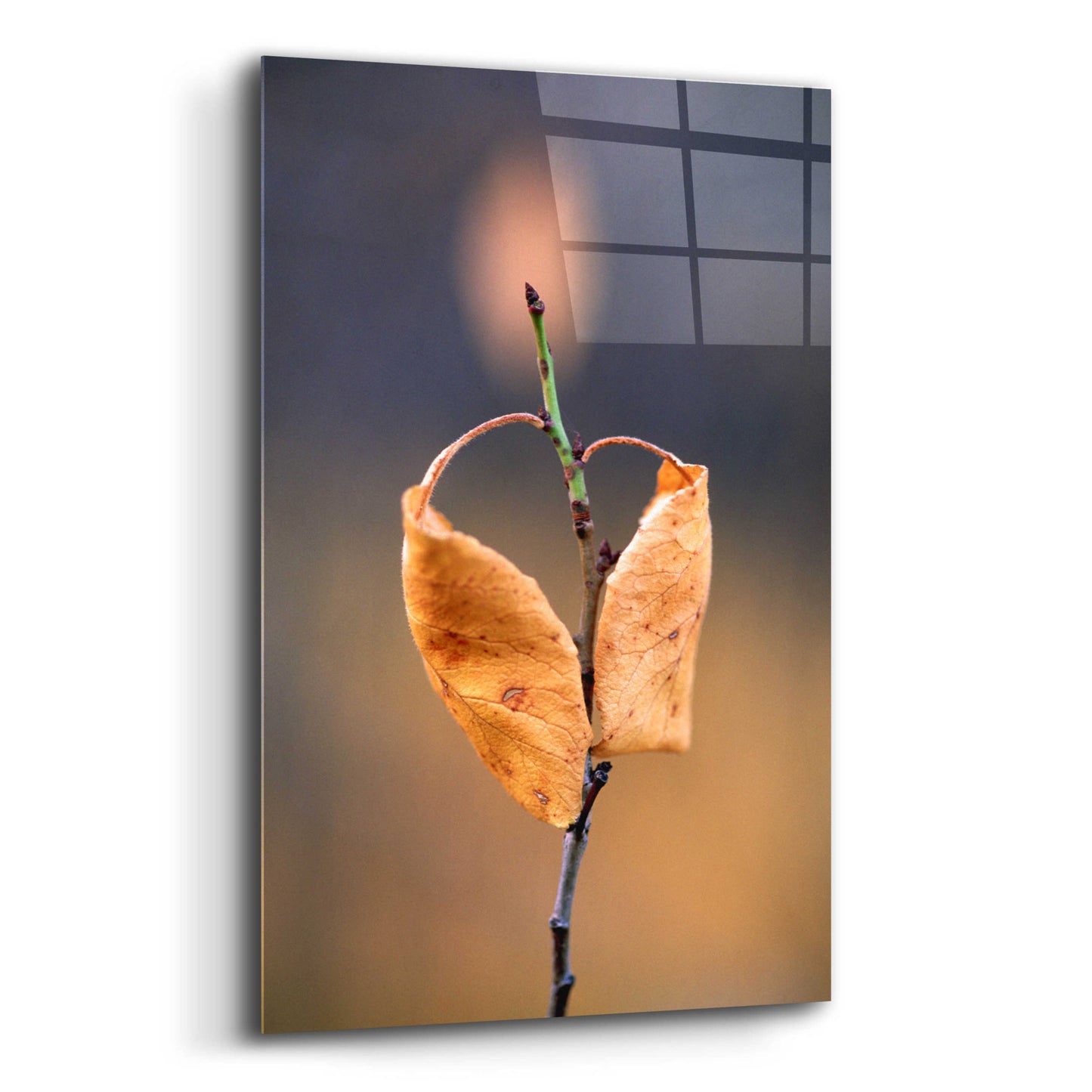 Epic Art 'Candle Plant' by Thomas Haney, Acrylic Glass Wall Art,12x16