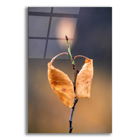 Epic Art 'Candle Plant' by Thomas Haney, Acrylic Glass Wall Art