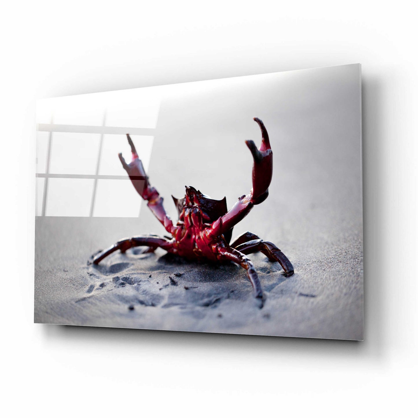 Epic Art 'Claws Up' by Thomas Haney, Acrylic Glass Wall Art,16x12