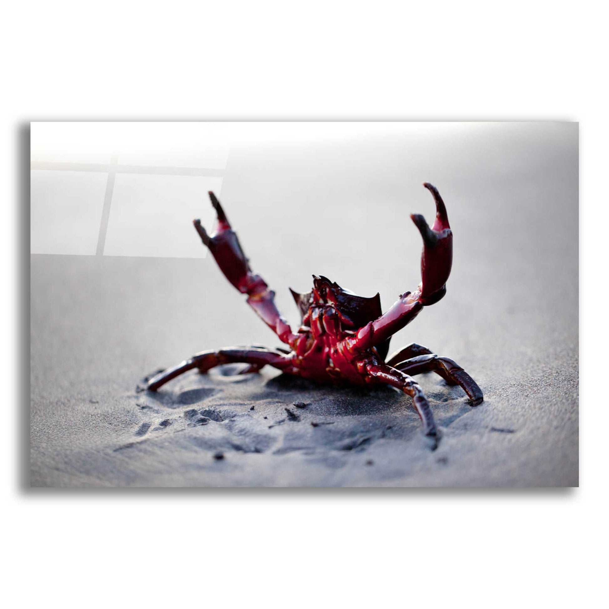 Epic Art 'Claws Up' by Thomas Haney, Acrylic Glass Wall Art,16x12