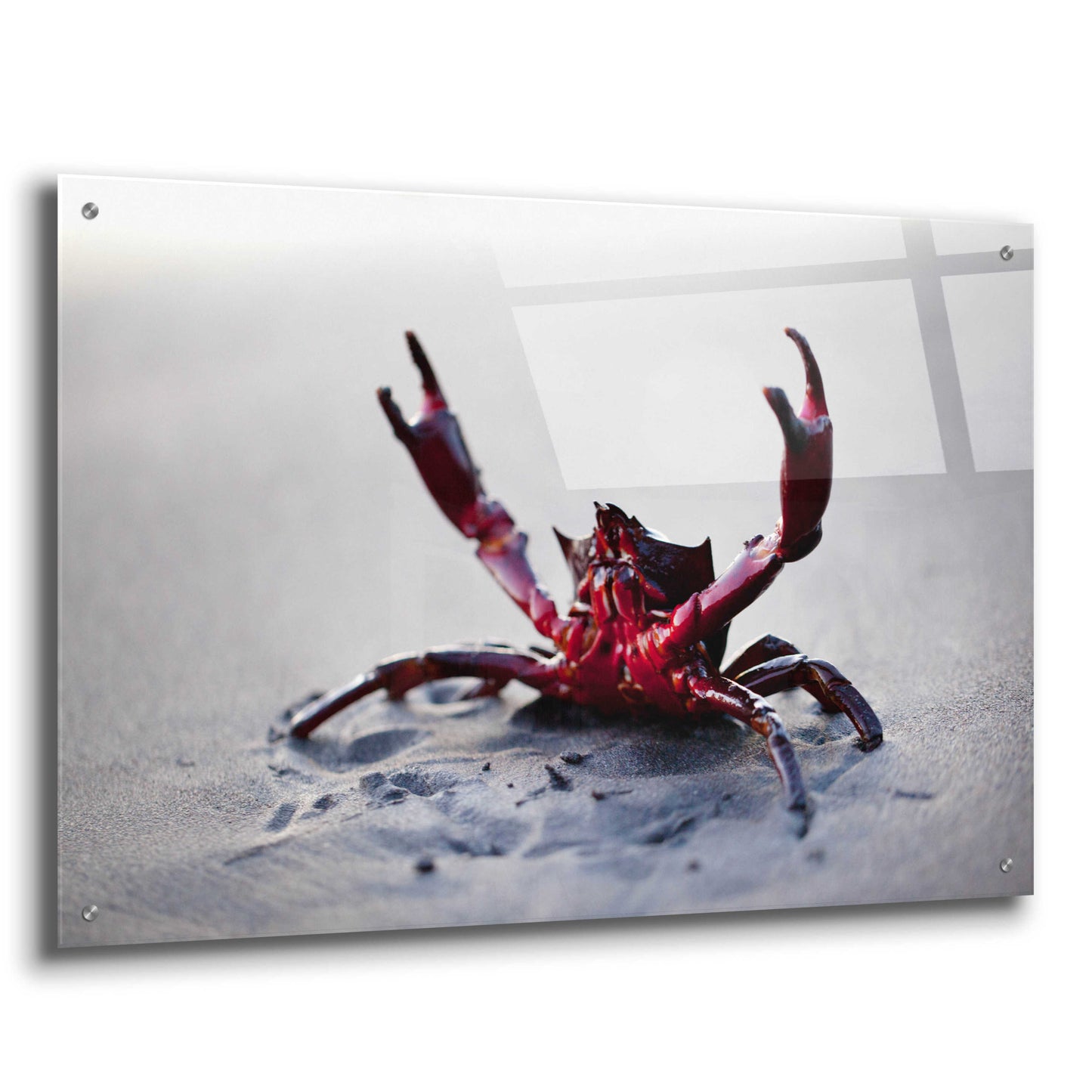 Epic Art 'Claws Up' by Thomas Haney, Acrylic Glass Wall Art,36x24