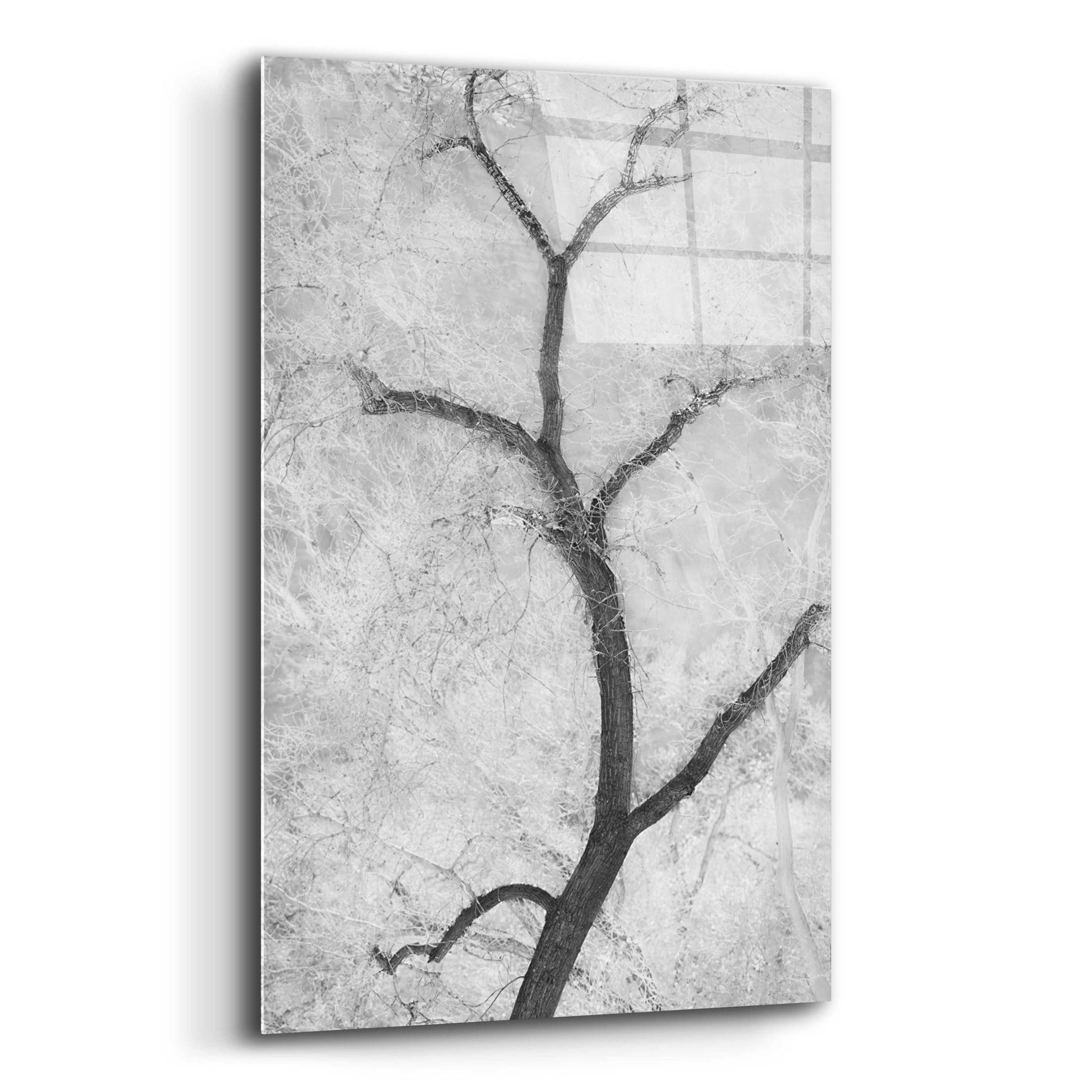 Epic Art 'Cottonwood Form B&W' by Thomas Haney, Acrylic Glass Wall Art,12x16