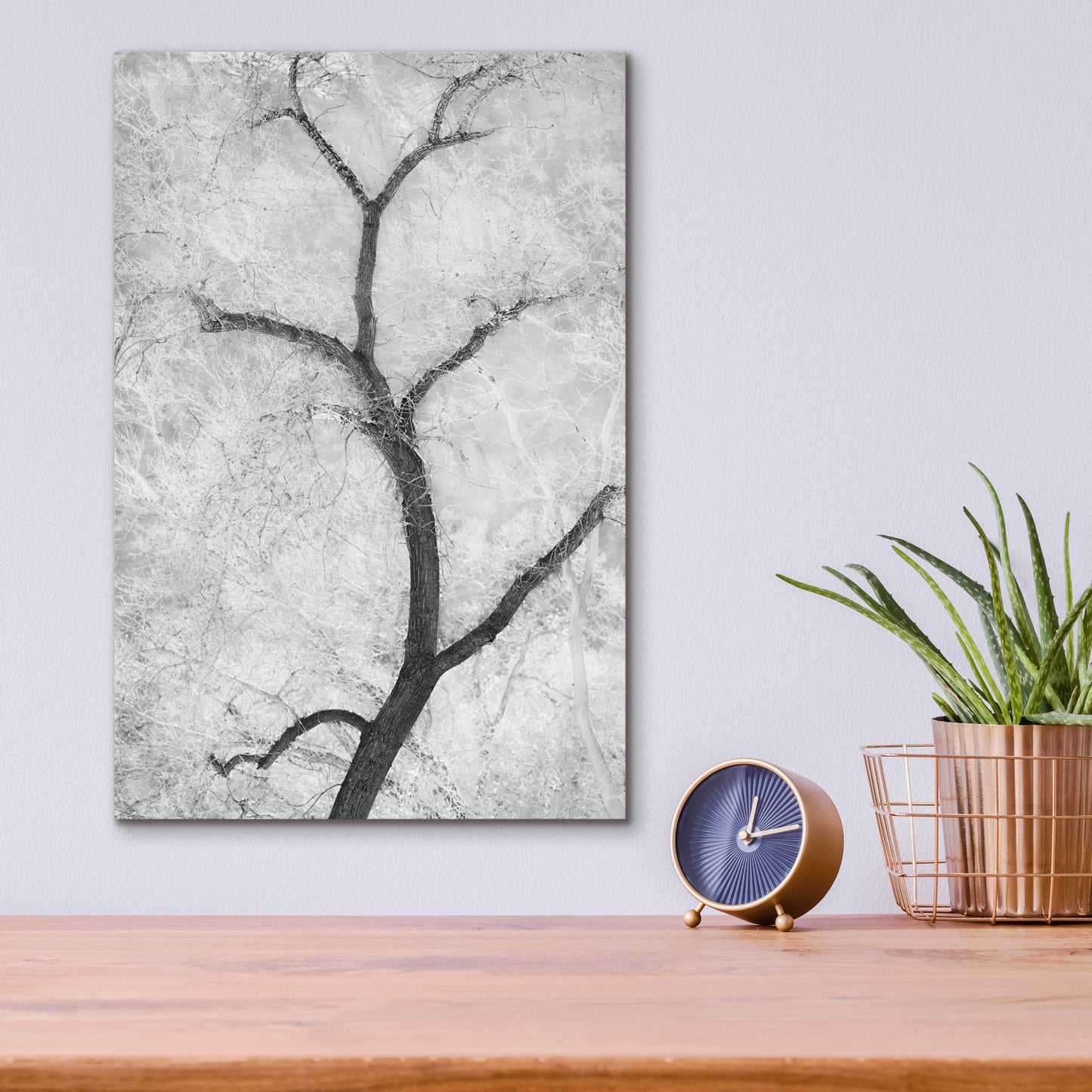 Epic Art 'Cottonwood Form B&W' by Thomas Haney, Acrylic Glass Wall Art,12x16