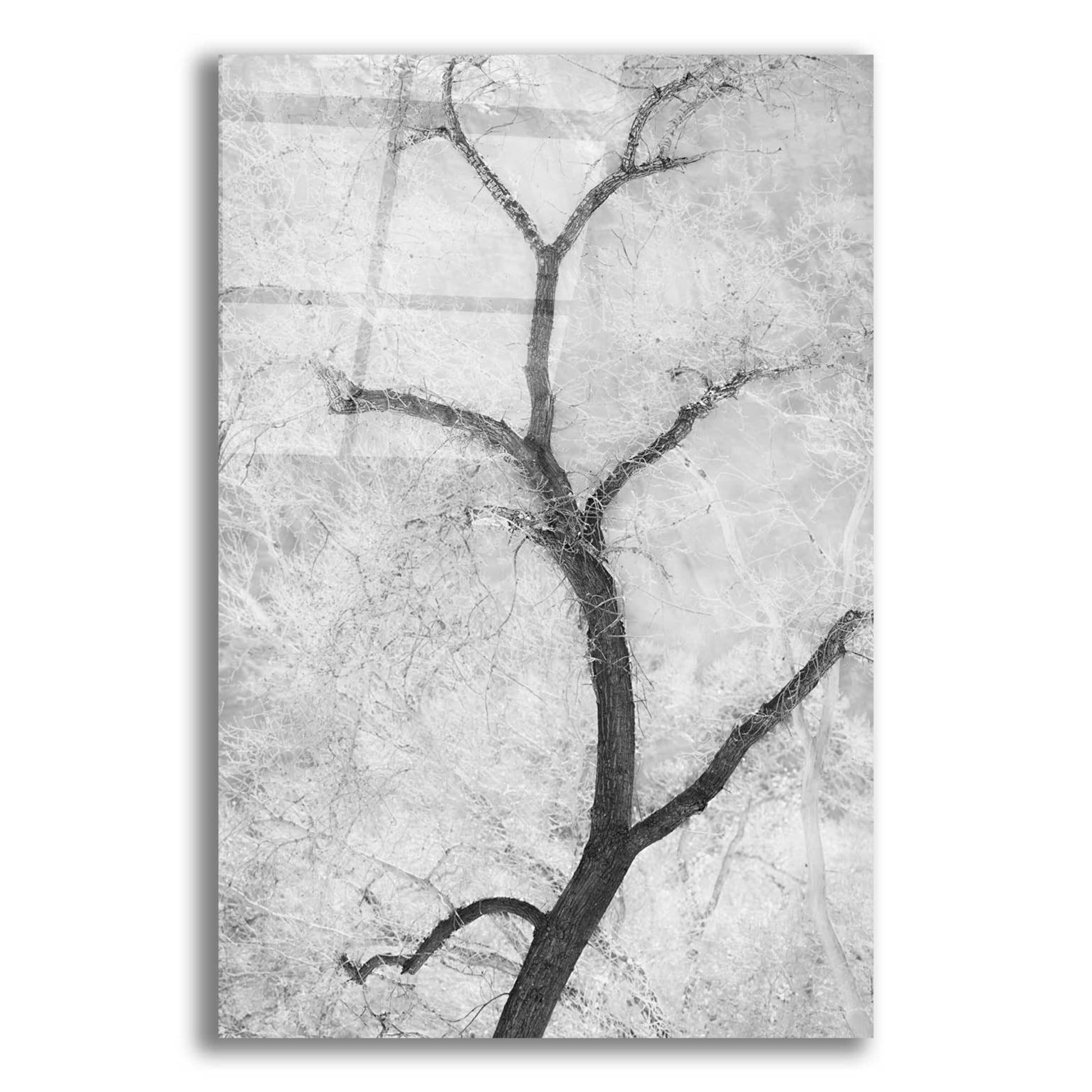 Epic Art 'Cottonwood Form B&W' by Thomas Haney, Acrylic Glass Wall Art,12x16