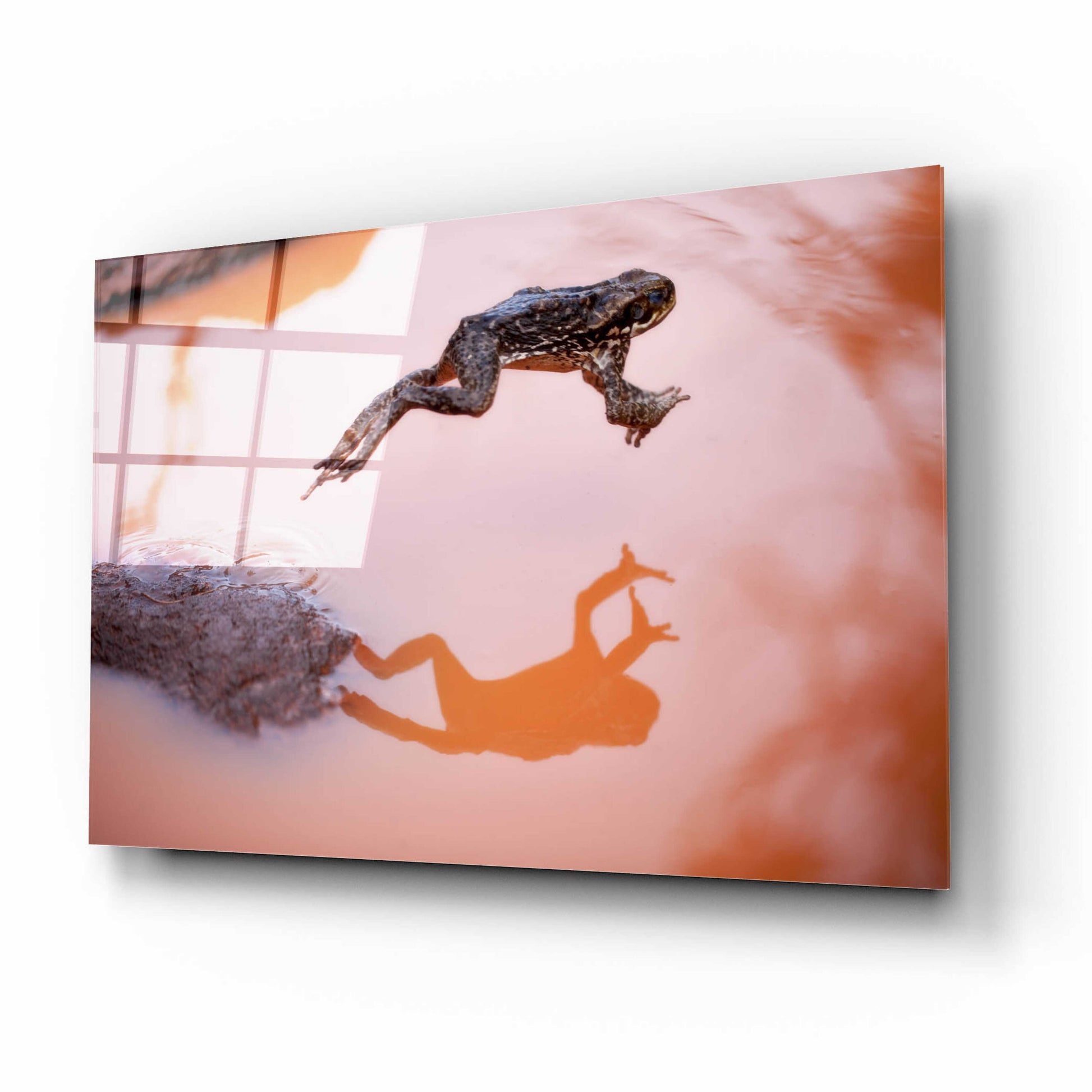 Epic Art 'Frog Jump 3' by Thomas Haney, Acrylic Glass Wall Art,16x12