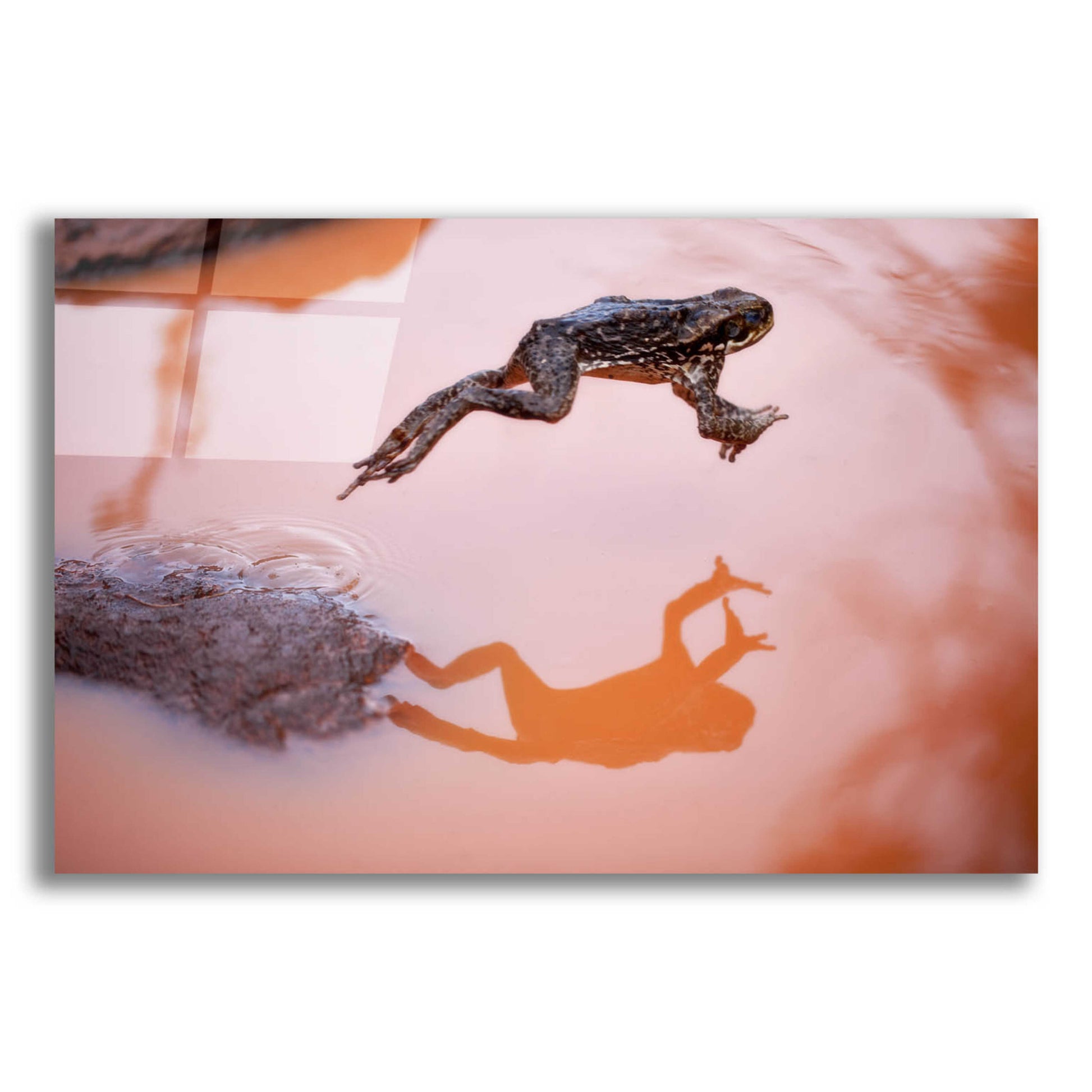 Epic Art 'Frog Jump 3' by Thomas Haney, Acrylic Glass Wall Art,16x12