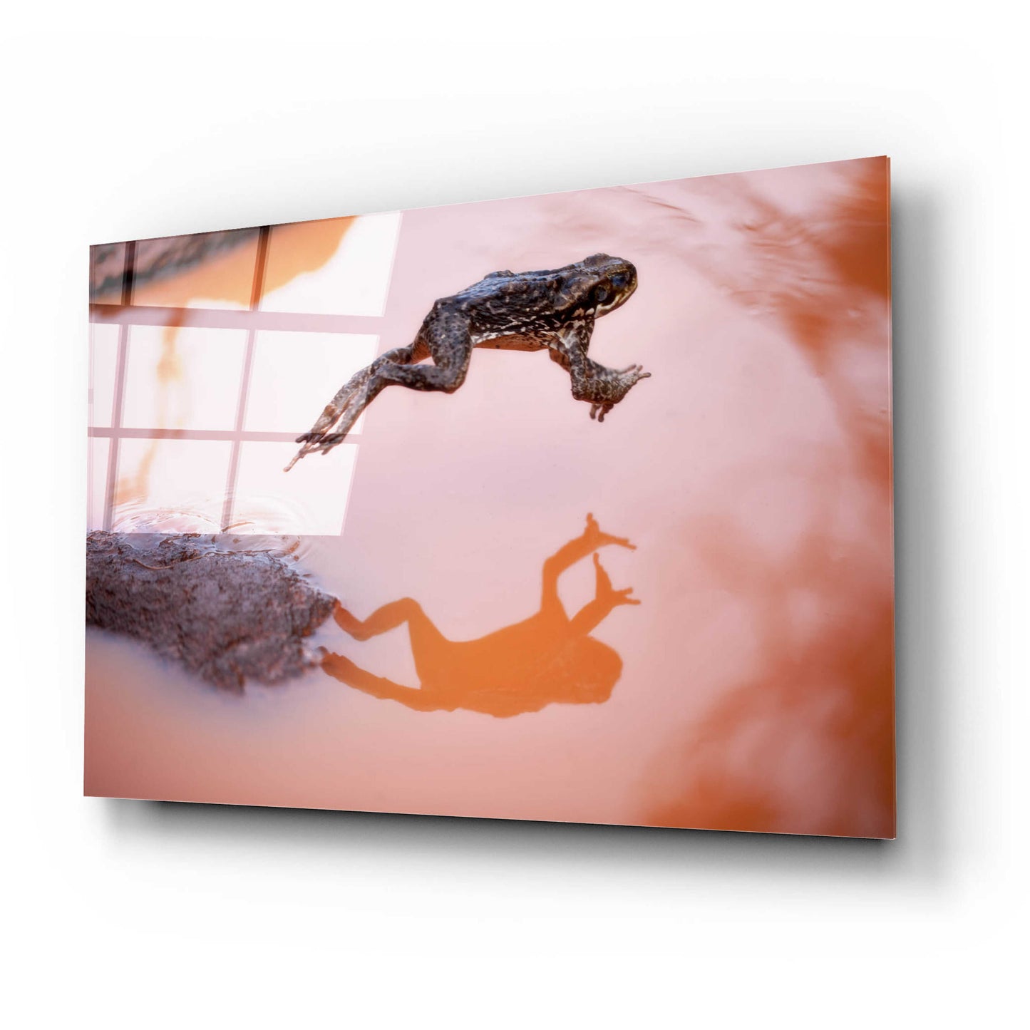 Epic Art 'Frog Jump 3' by Thomas Haney, Acrylic Glass Wall Art,24x16