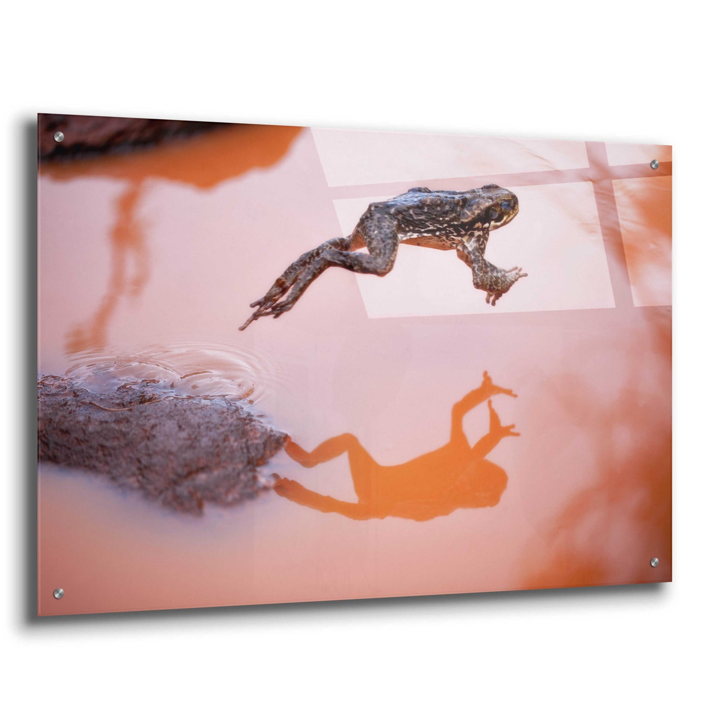 Epic Art 'Frog Jump 3' by Thomas Haney, Acrylic Glass Wall Art,36x24