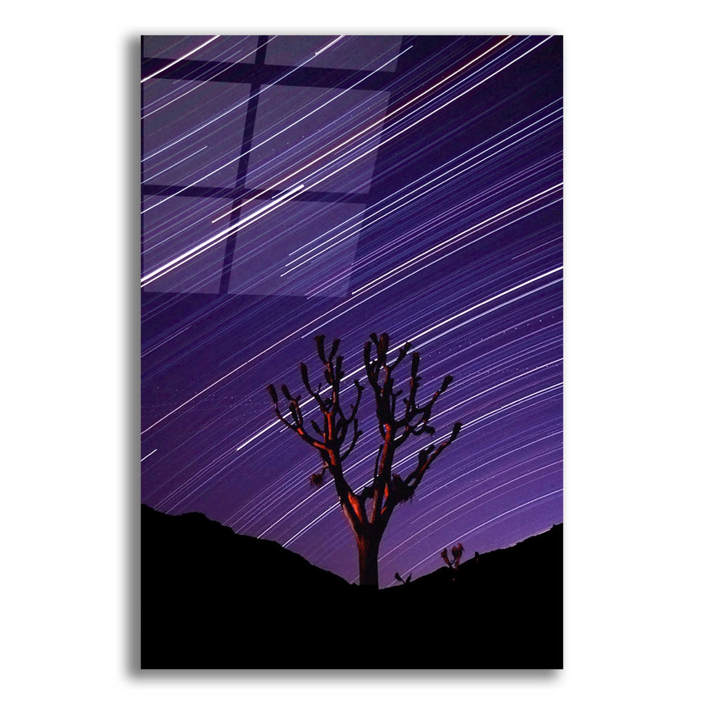 Epic Art 'Joshua Tree Brilliant Stars 2' by Thomas Haney, Acrylic Glass Wall Art,12x16