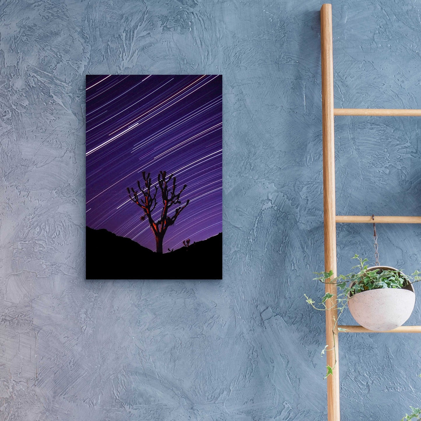 Epic Art 'Joshua Tree Brilliant Stars 2' by Thomas Haney, Acrylic Glass Wall Art,16x24