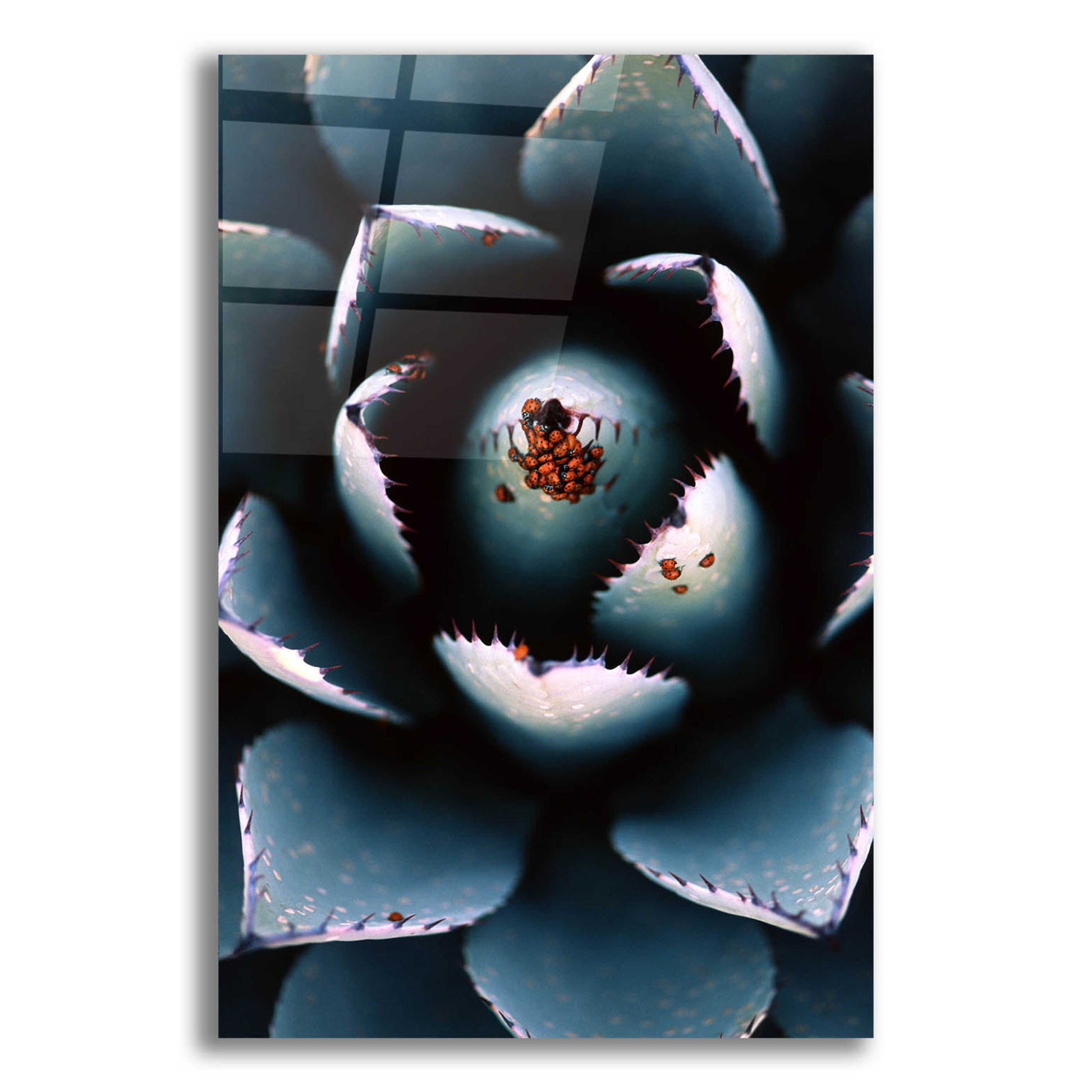 Epic Art 'Ladybugs Agave' by Thomas Haney, Acrylic Glass Wall Art,12x16