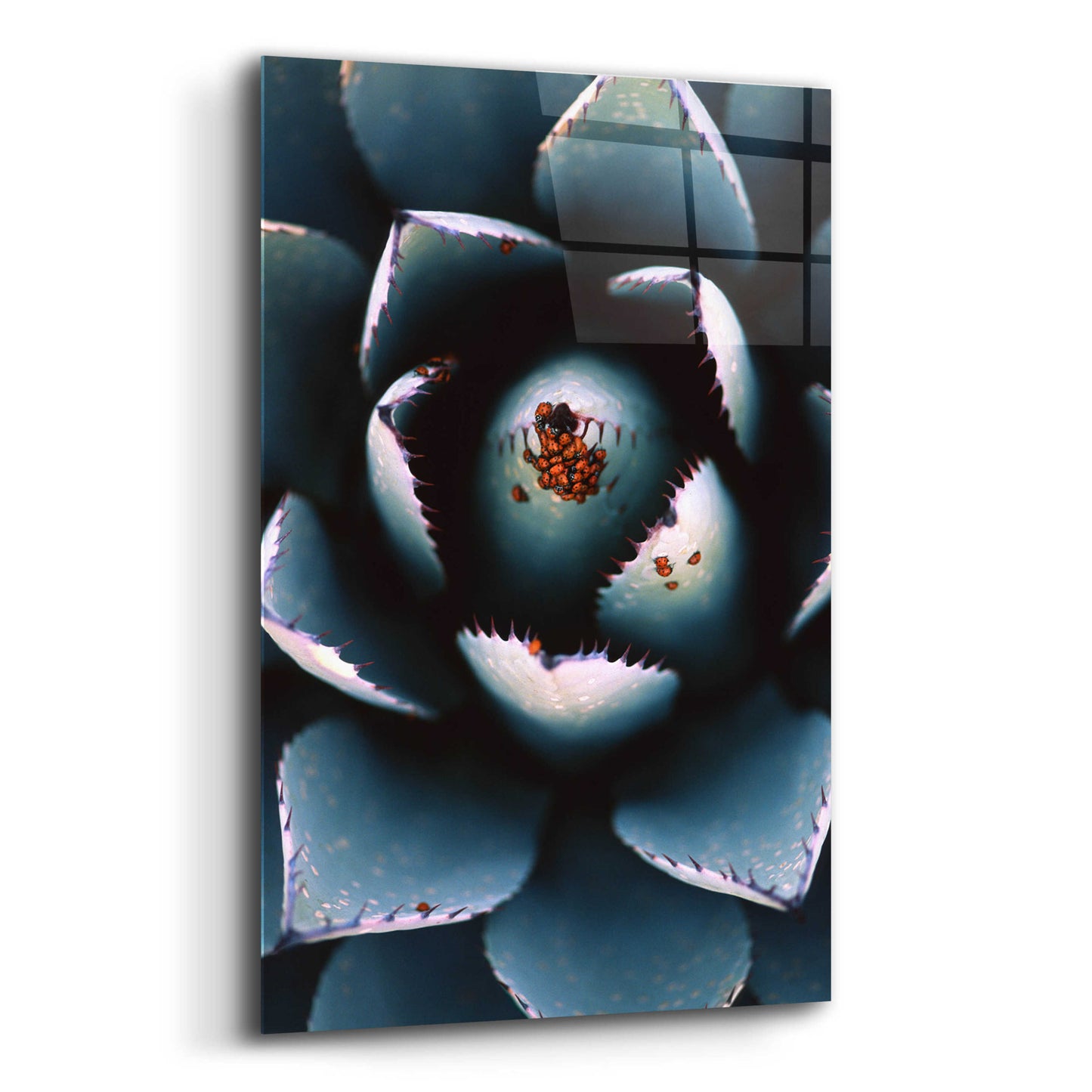 Epic Art 'Ladybugs Agave' by Thomas Haney, Acrylic Glass Wall Art,16x24