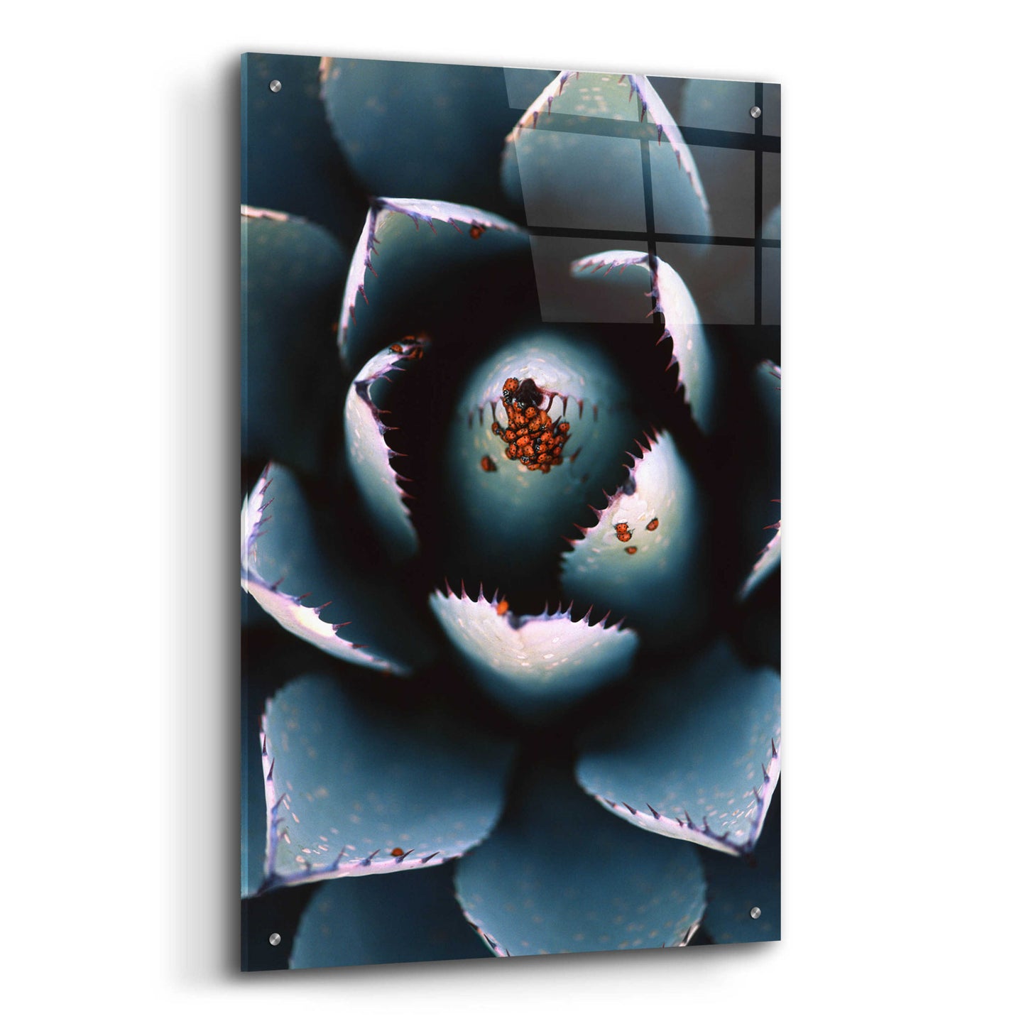 Epic Art 'Ladybugs Agave' by Thomas Haney, Acrylic Glass Wall Art,24x36