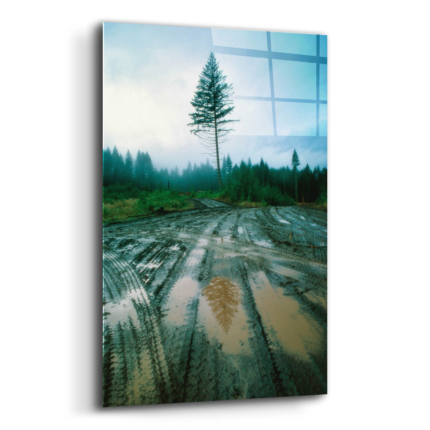 Epic Art 'Lonefir' by Thomas Haney, Acrylic Glass Wall Art,12x16