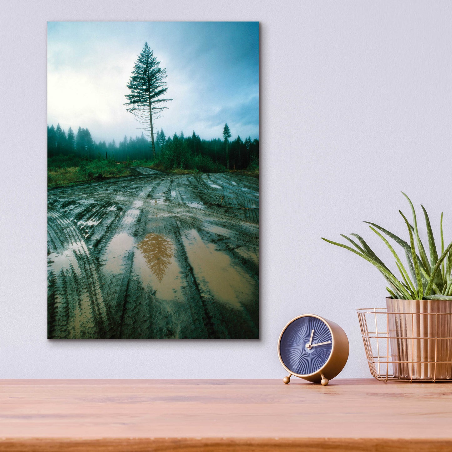 Epic Art 'Lonefir' by Thomas Haney, Acrylic Glass Wall Art,12x16