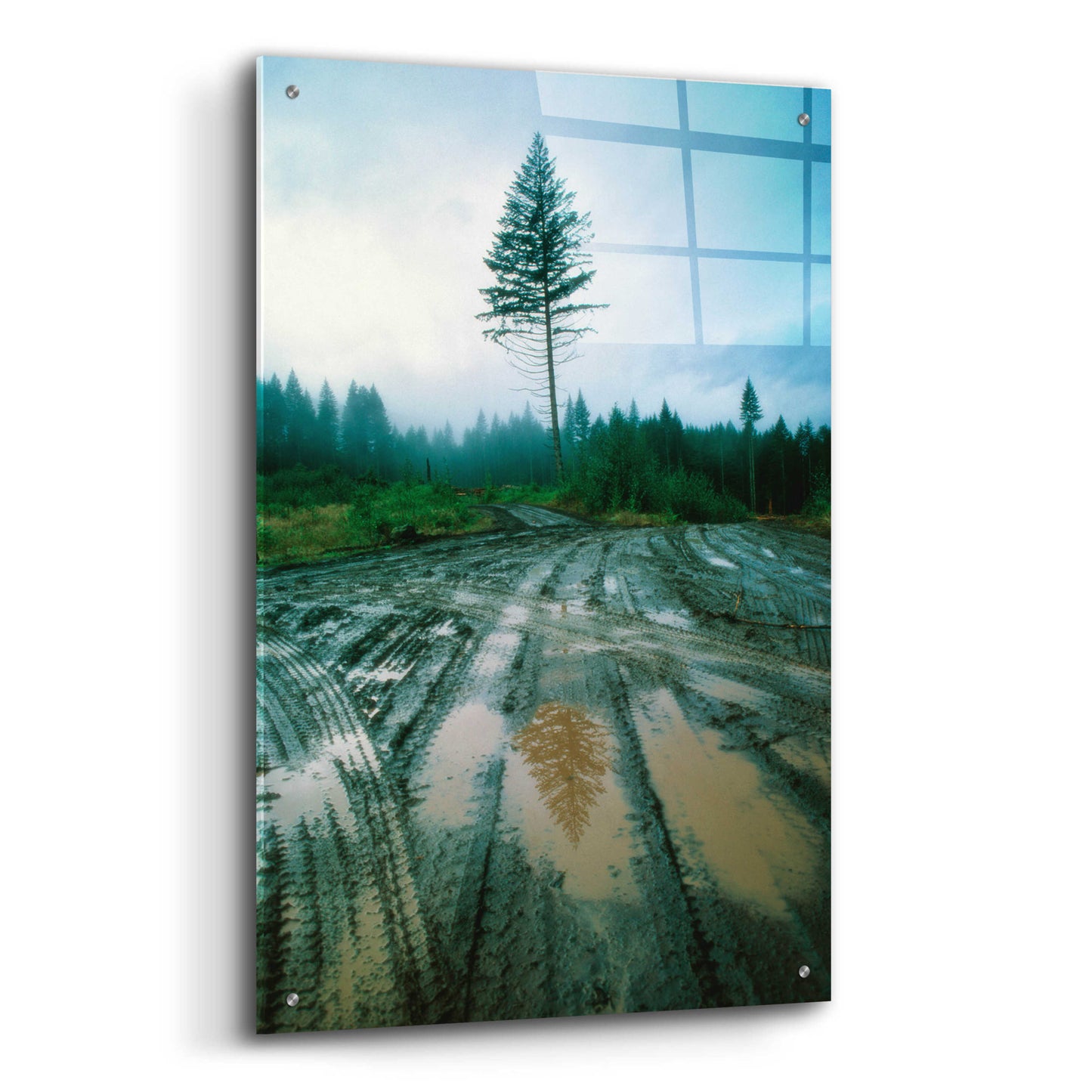 Epic Art 'Lonefir' by Thomas Haney, Acrylic Glass Wall Art,24x36