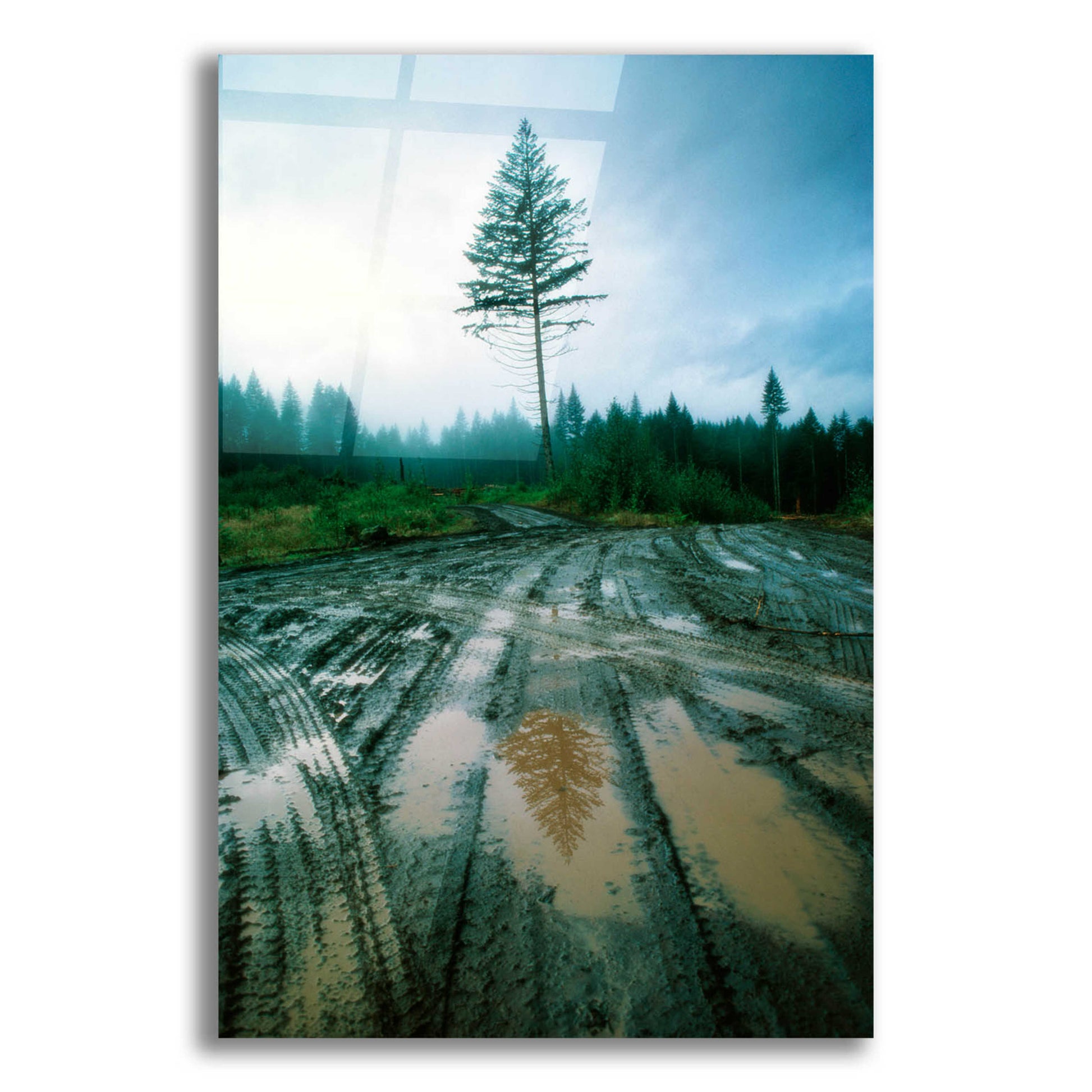 Epic Art 'Lonefir' by Thomas Haney, Acrylic Glass Wall Art