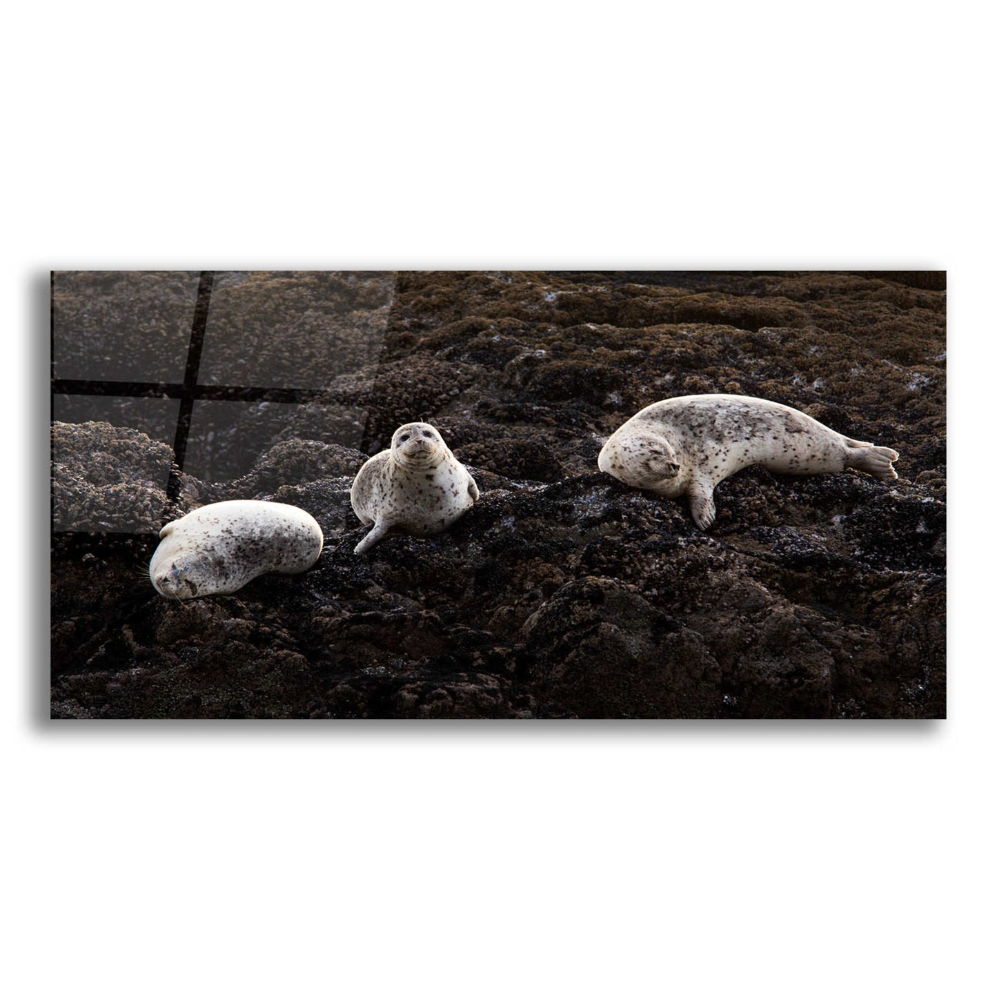 Epic Art 'Lounging Seals' by Thomas Haney, Acrylic Glass Wall Art,24x12