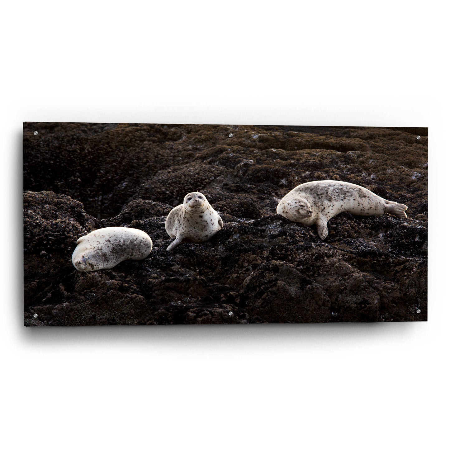 Epic Art 'Lounging Seals' by Thomas Haney, Acrylic Glass Wall Art,48x24