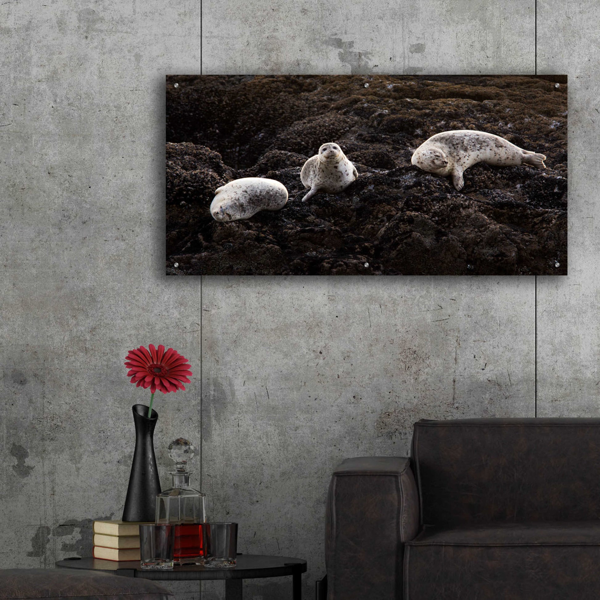 Epic Art 'Lounging Seals' by Thomas Haney, Acrylic Glass Wall Art,48x24