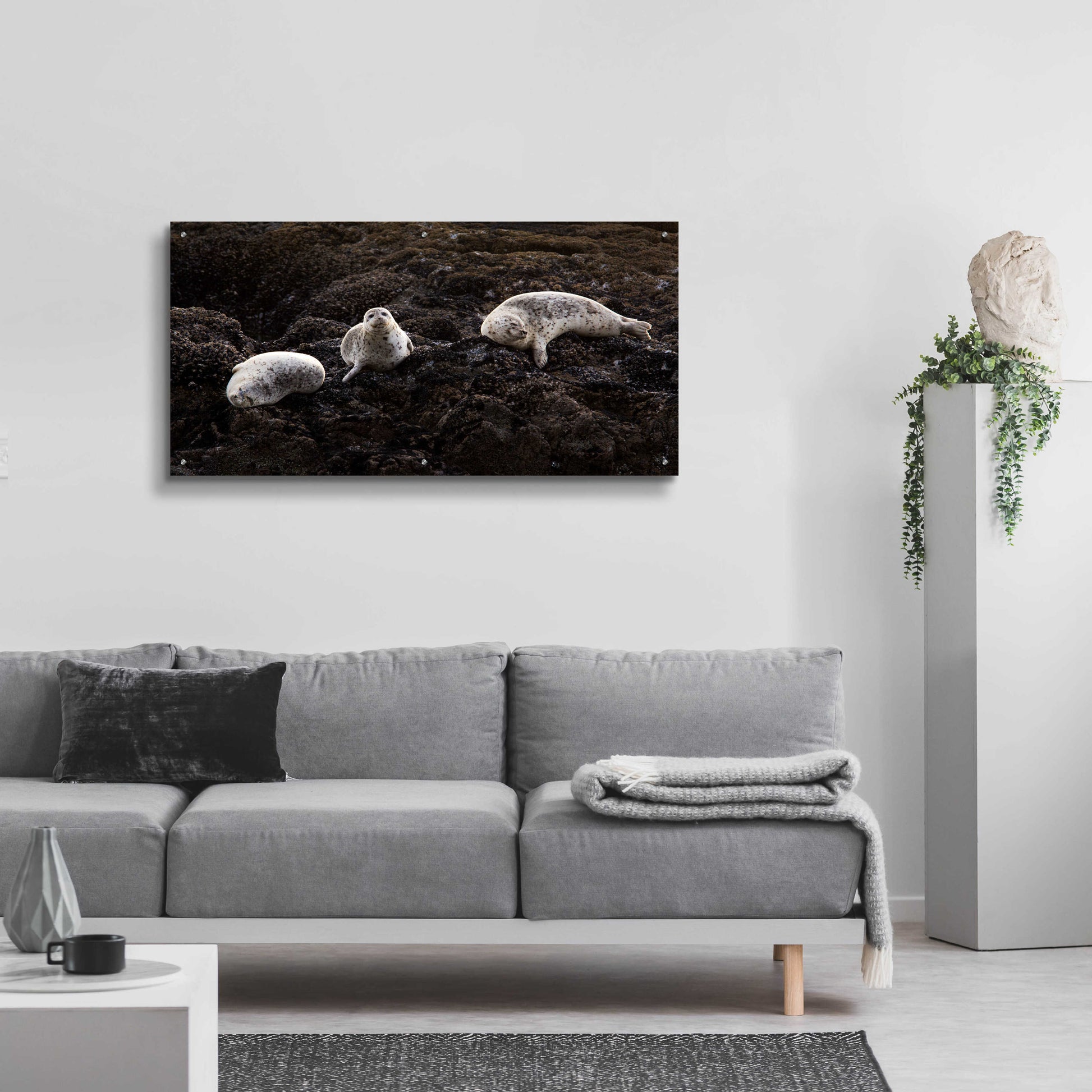 Epic Art 'Lounging Seals' by Thomas Haney, Acrylic Glass Wall Art,48x24