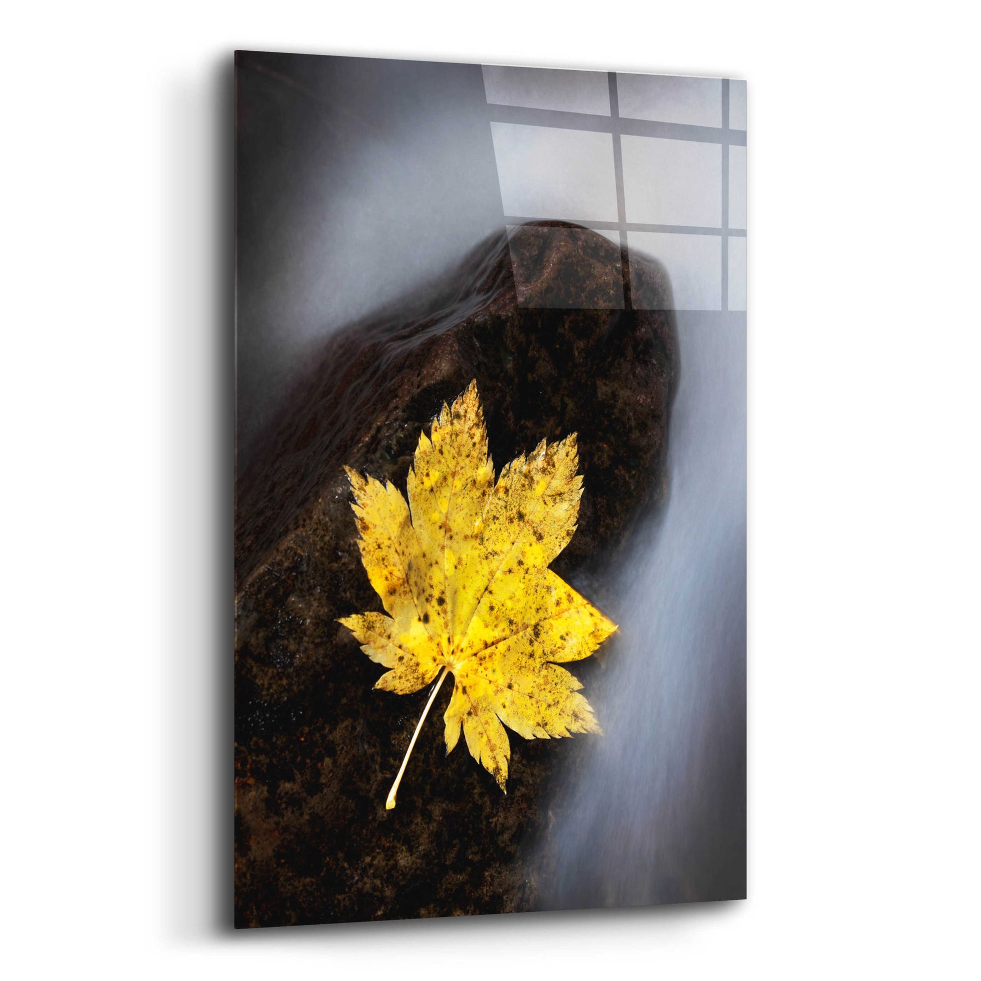 Epic Art 'Maple Leaf Stranded' by Thomas Haney, Acrylic Glass Wall Art,12x16