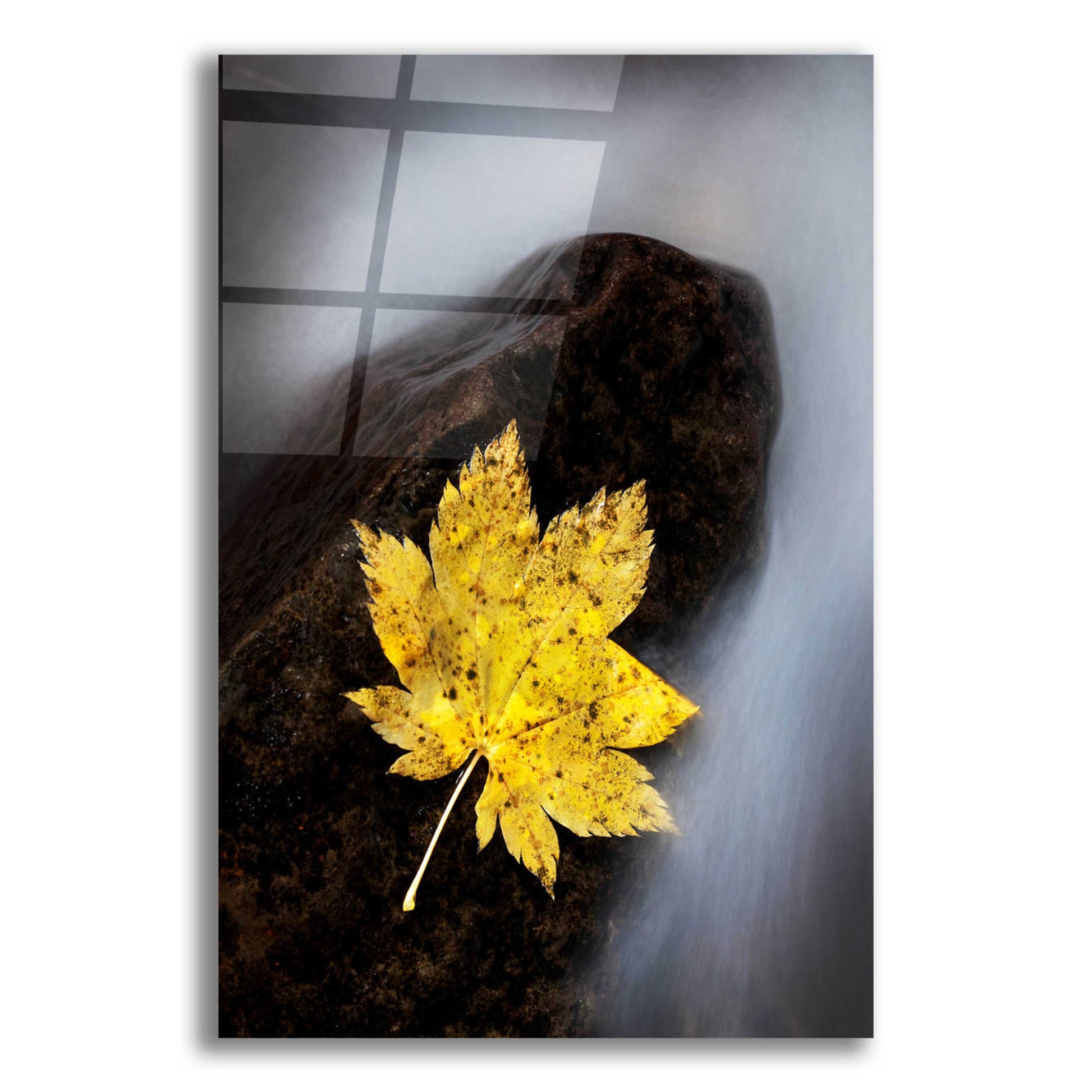 Epic Art 'Maple Leaf Stranded' by Thomas Haney, Acrylic Glass Wall Art,12x16