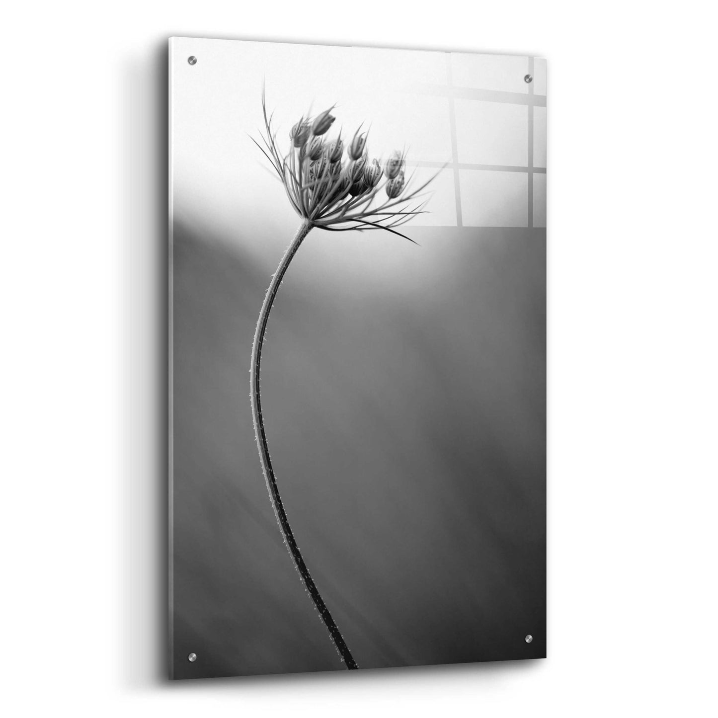 Epic Art 'Queen Anne's B&W' by Thomas Haney, Acrylic Glass Wall Art,24x36