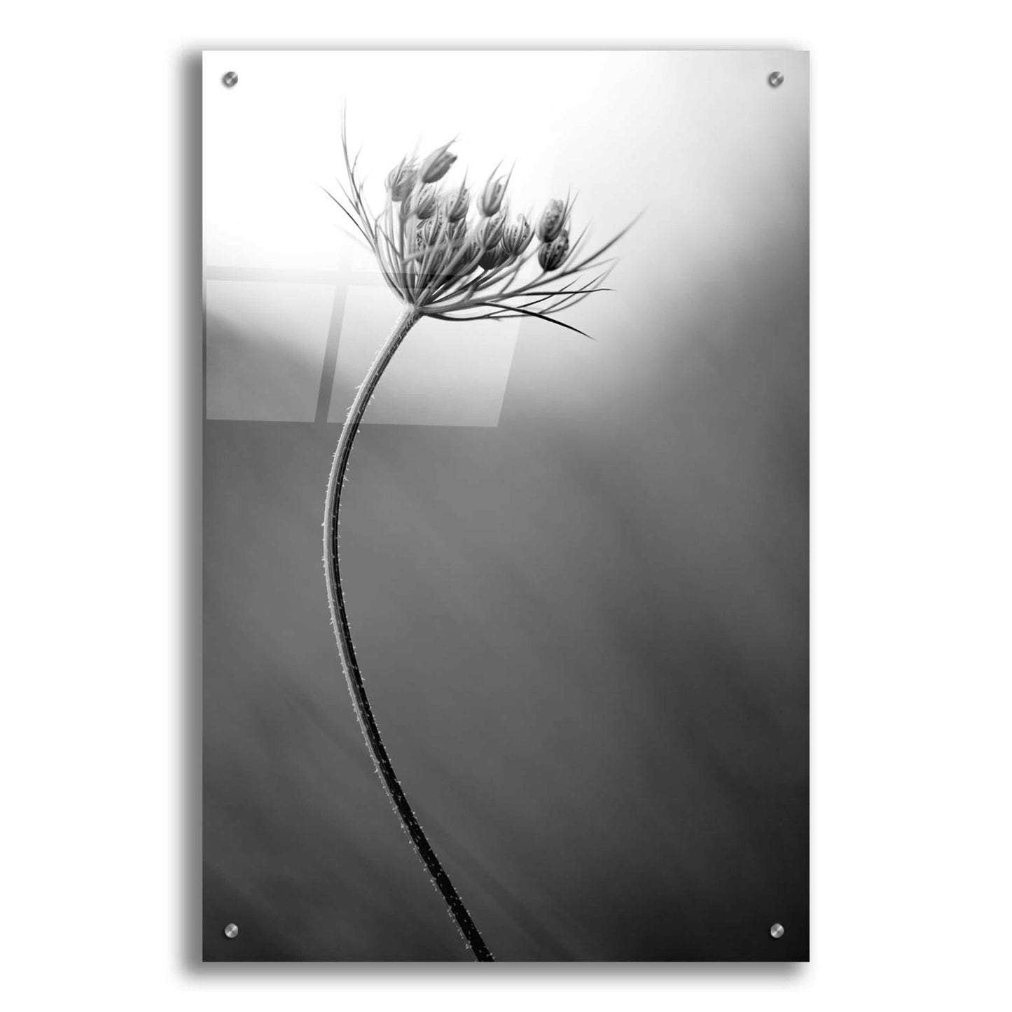 Epic Art 'Queen Anne's B&W' by Thomas Haney, Acrylic Glass Wall Art,24x36