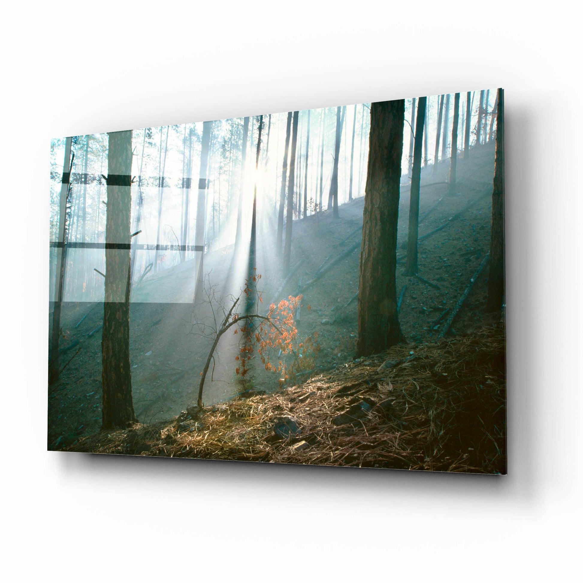 Epic Art 'Smoke Forest' by Thomas Haney, Acrylic Glass Wall Art,16x12