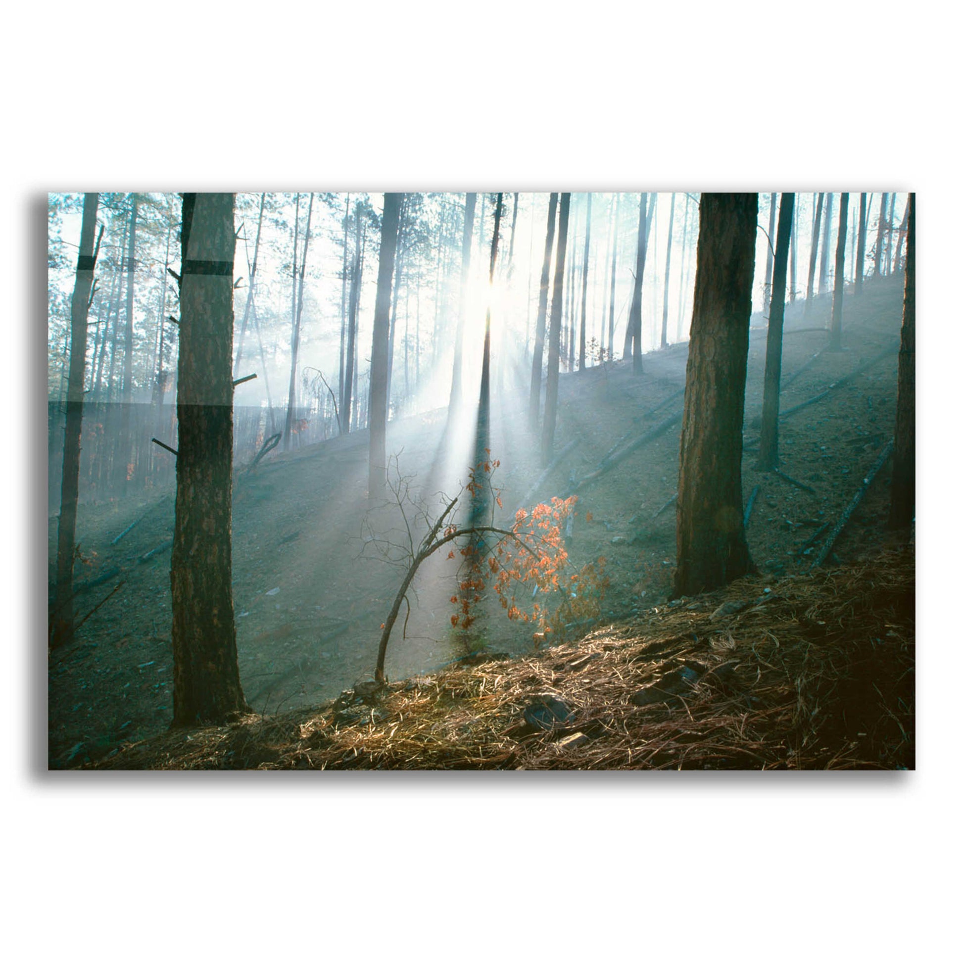 Epic Art 'Smoke Forest' by Thomas Haney, Acrylic Glass Wall Art,16x12