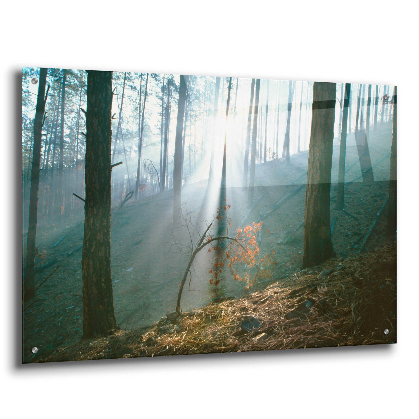 Epic Art 'Smoke Forest' by Thomas Haney, Acrylic Glass Wall Art,36x24