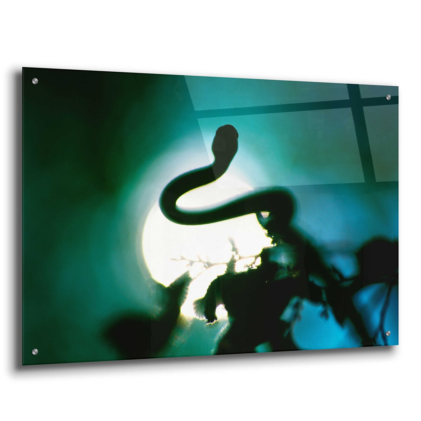 Epic Art 'Snake Sun' by Thomas Haney, Acrylic Glass Wall Art,36x24