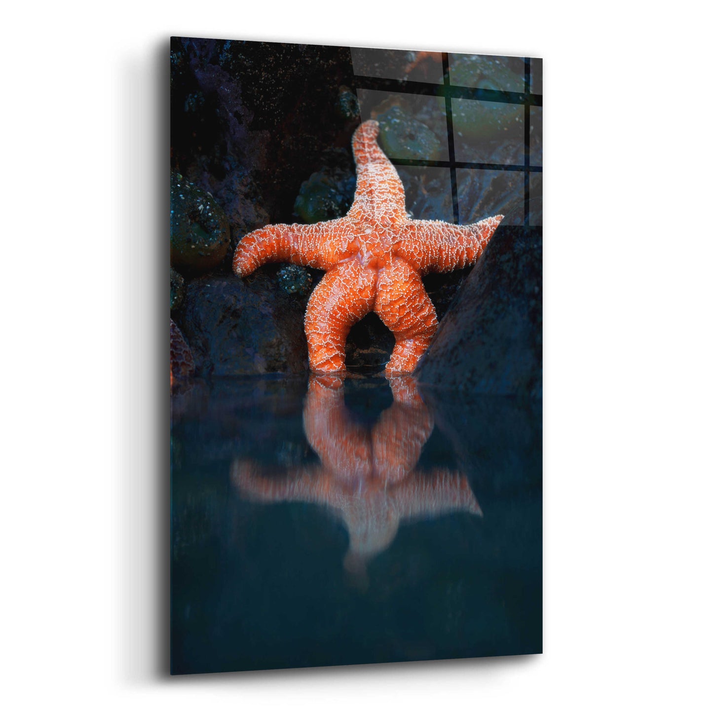 Epic Art 'Starfish Reflection 2' by Thomas Haney, Acrylic Glass Wall Art,12x16