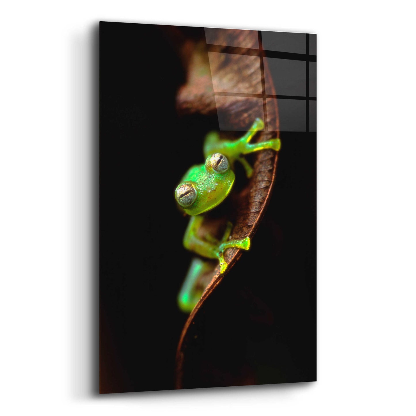 Epic Art 'Frog Portrait' by Thomas Haney, Acrylic Glass Wall Art,12x16