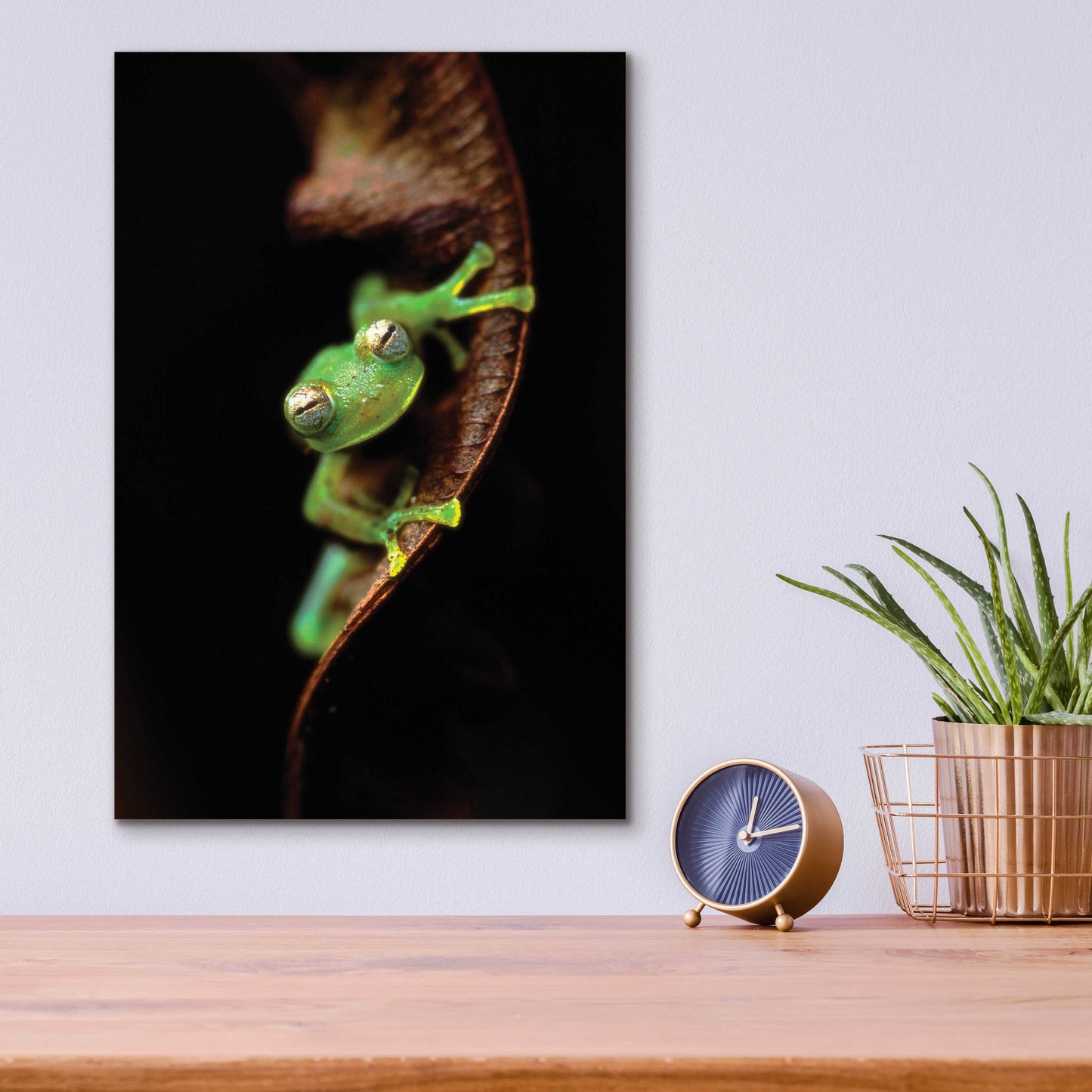 Epic Art 'Frog Portrait' by Thomas Haney, Acrylic Glass Wall Art,12x16