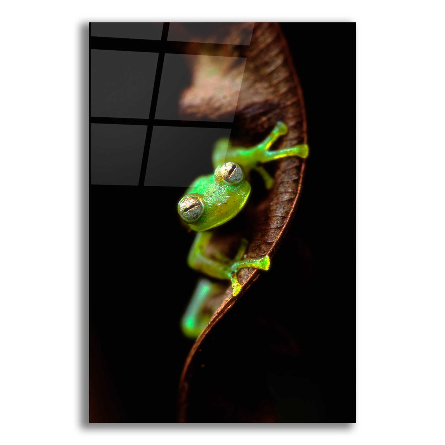 Epic Art 'Frog Portrait' by Thomas Haney, Acrylic Glass Wall Art,12x16