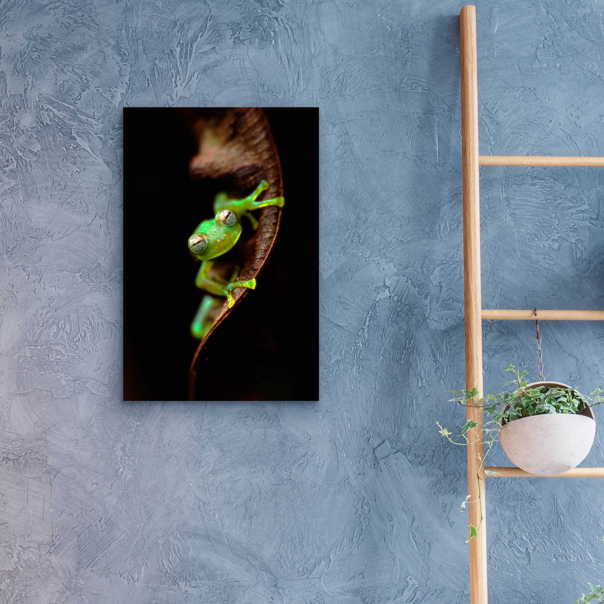 Epic Art 'Frog Portrait' by Thomas Haney, Acrylic Glass Wall Art,16x24