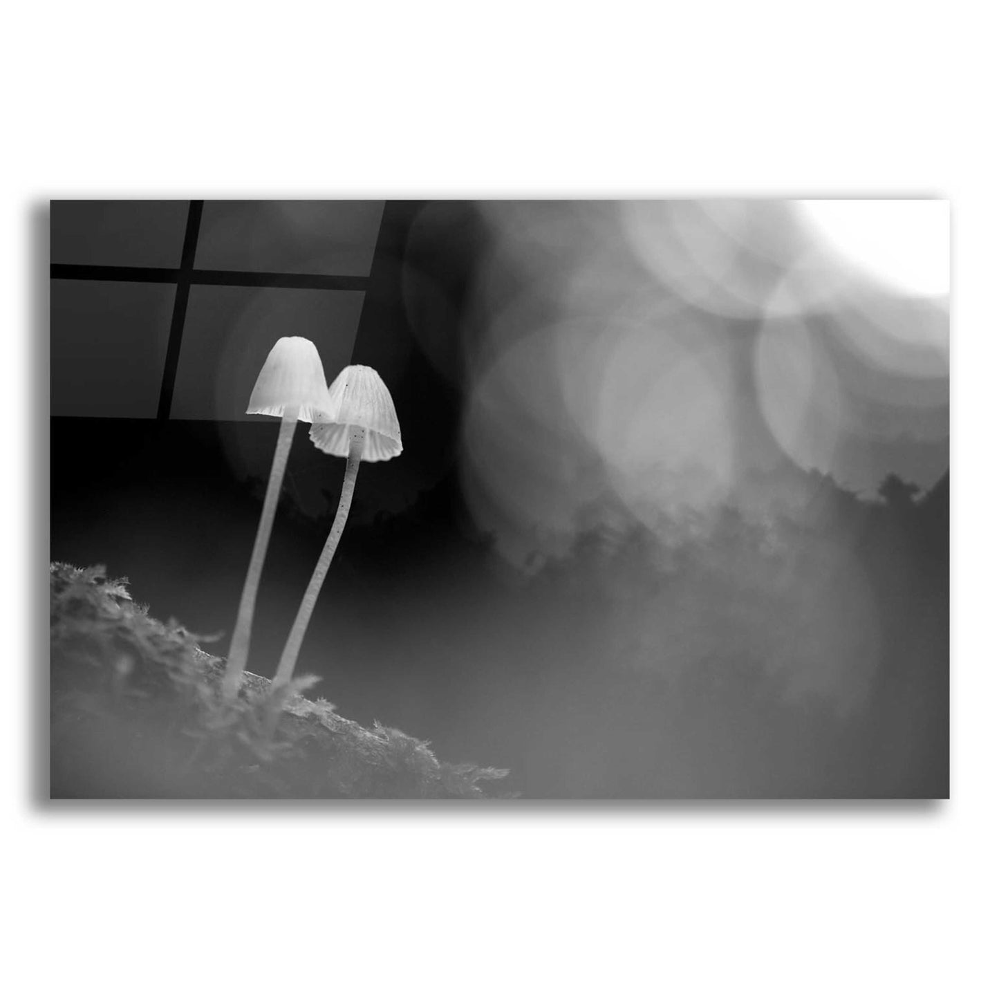 Epic Art 'Mushroom Tiny' by Thomas Haney, Acrylic Glass Wall Art,16x12