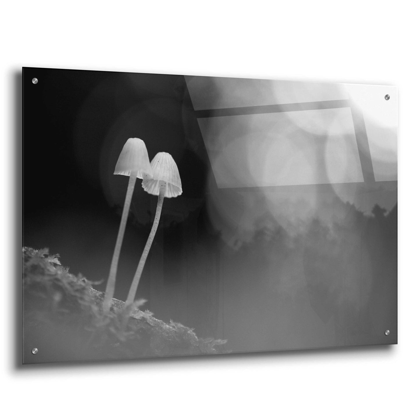 Epic Art 'Mushroom Tiny' by Thomas Haney, Acrylic Glass Wall Art,36x24