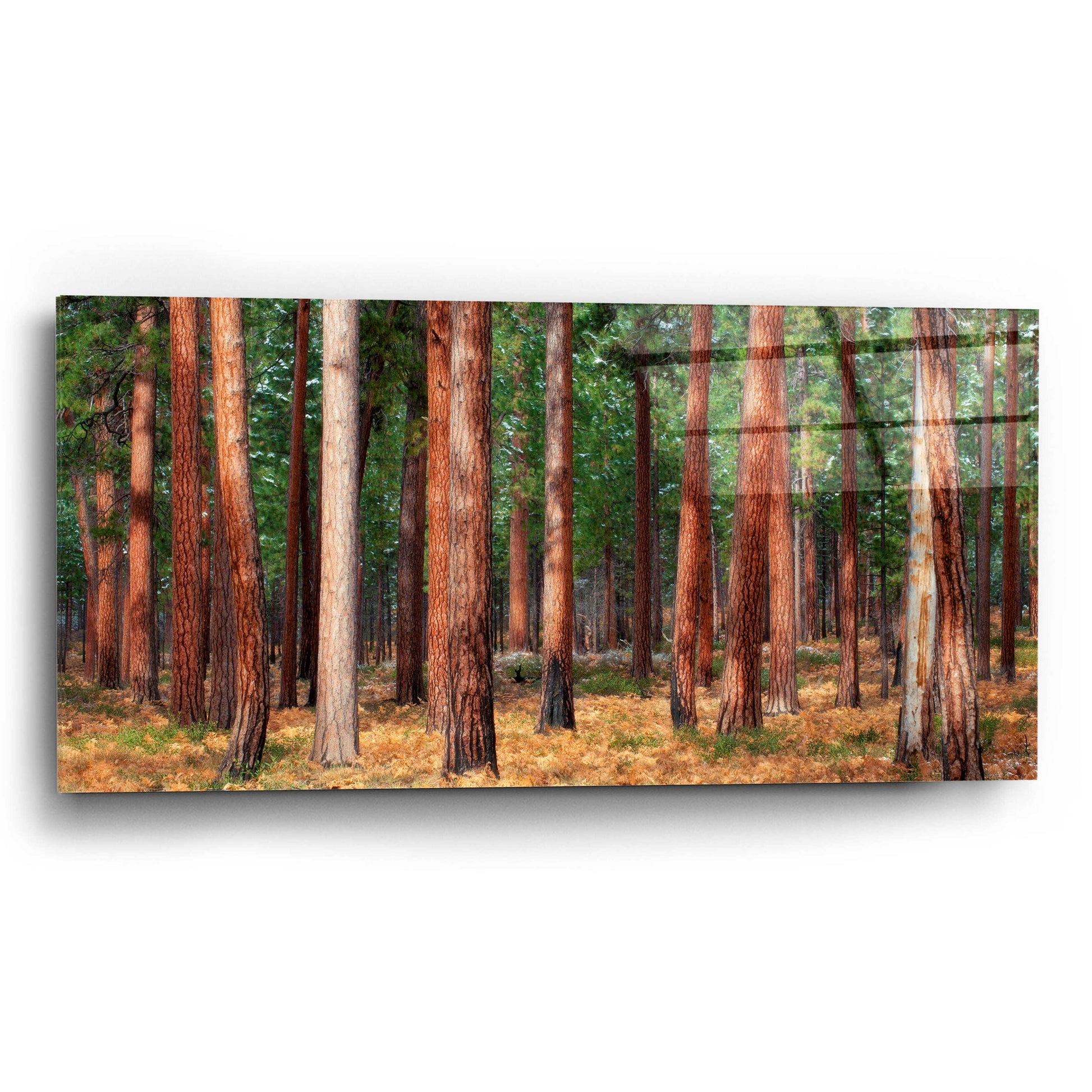 Epic Art 'Ponderosa Trunks' by Thomas Haney, Acrylic Glass Wall Art,24x12