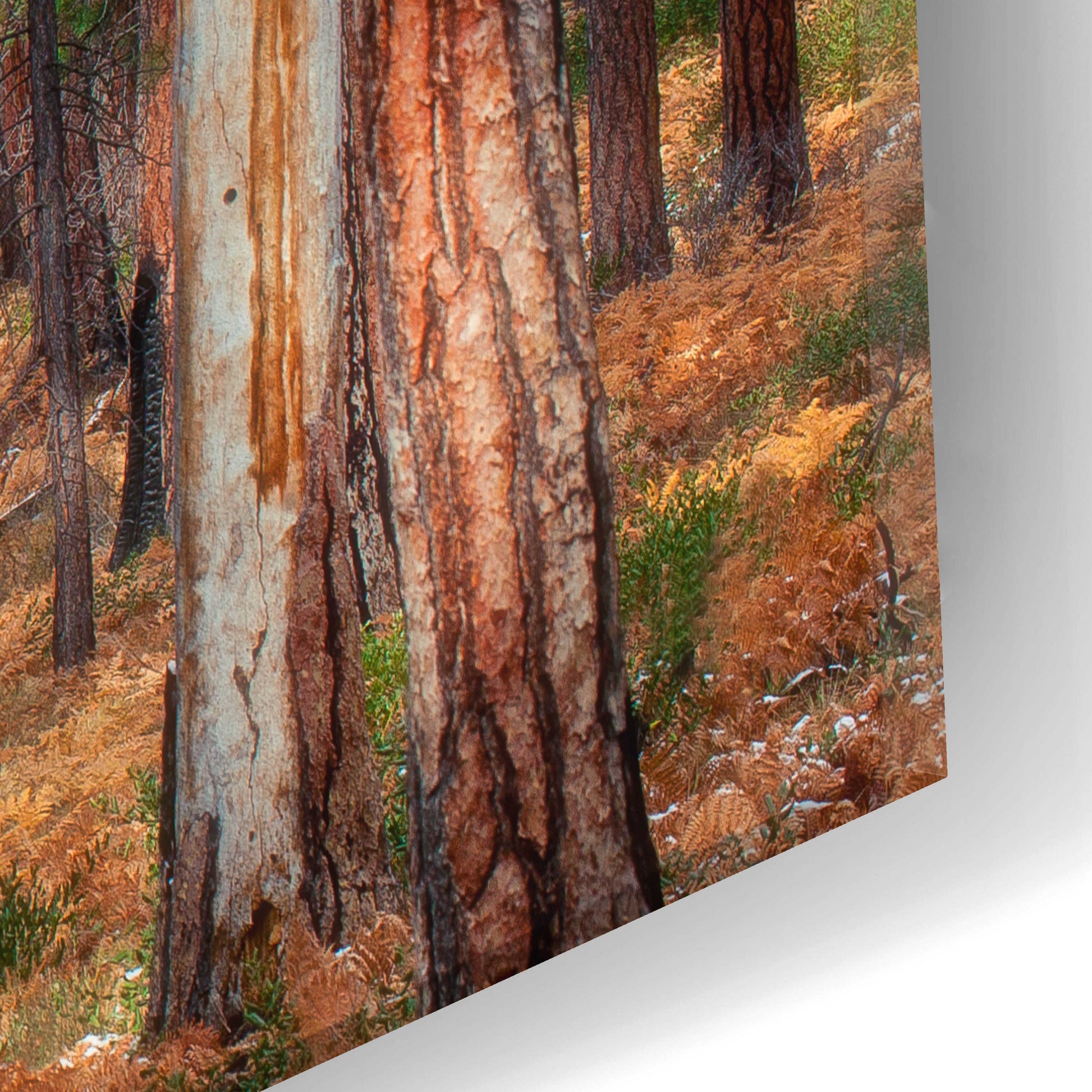 Epic Art 'Ponderosa Trunks' by Thomas Haney, Acrylic Glass Wall Art,24x12