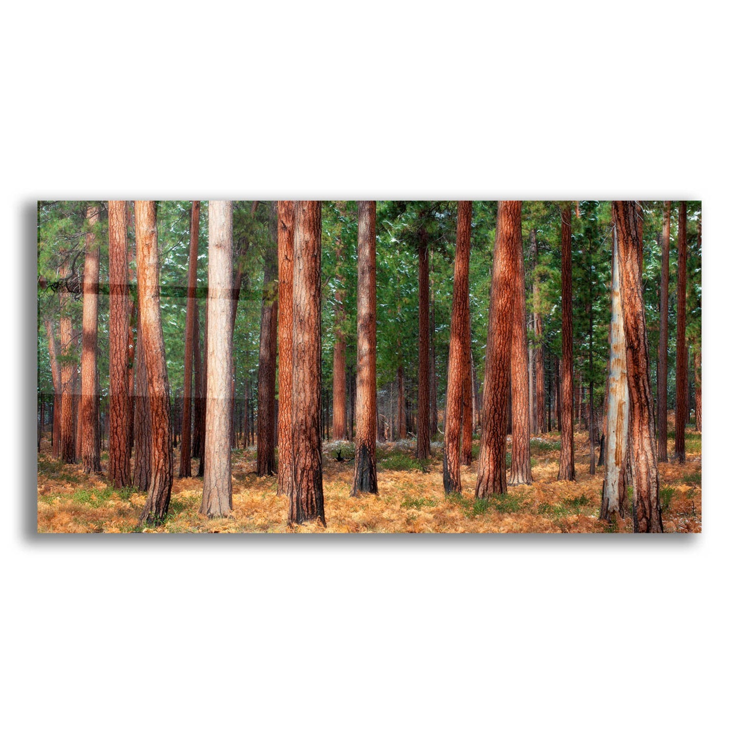 Epic Art 'Ponderosa Trunks' by Thomas Haney, Acrylic Glass Wall Art,24x12