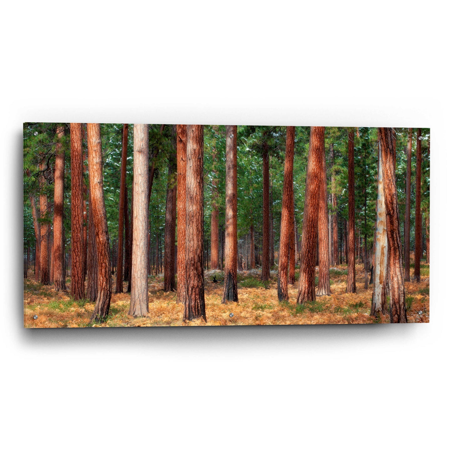 Epic Art 'Ponderosa Trunks' by Thomas Haney, Acrylic Glass Wall Art,48x24