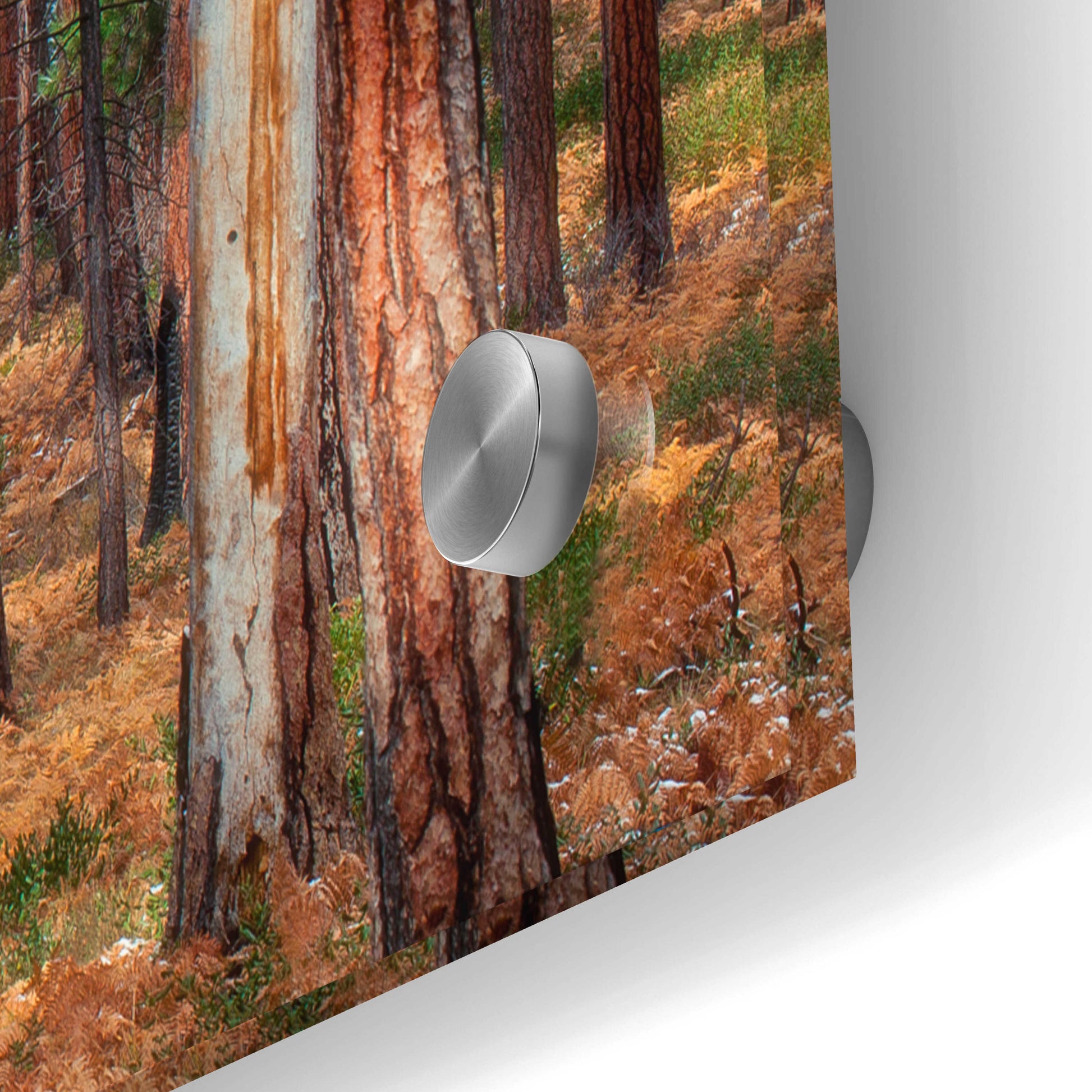 Epic Art 'Ponderosa Trunks' by Thomas Haney, Acrylic Glass Wall Art,48x24